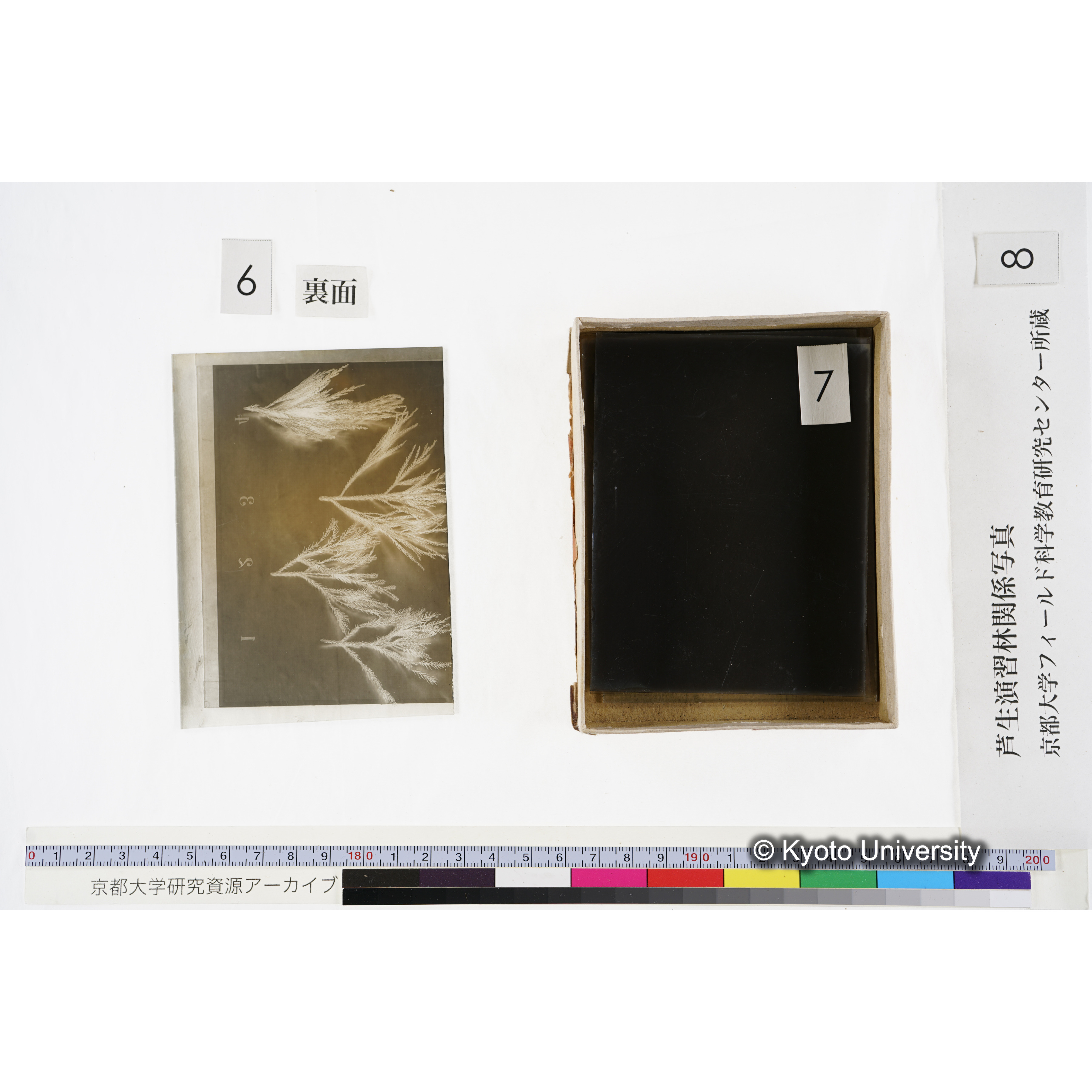 [箱]杉ノ品種（芦生） (15)