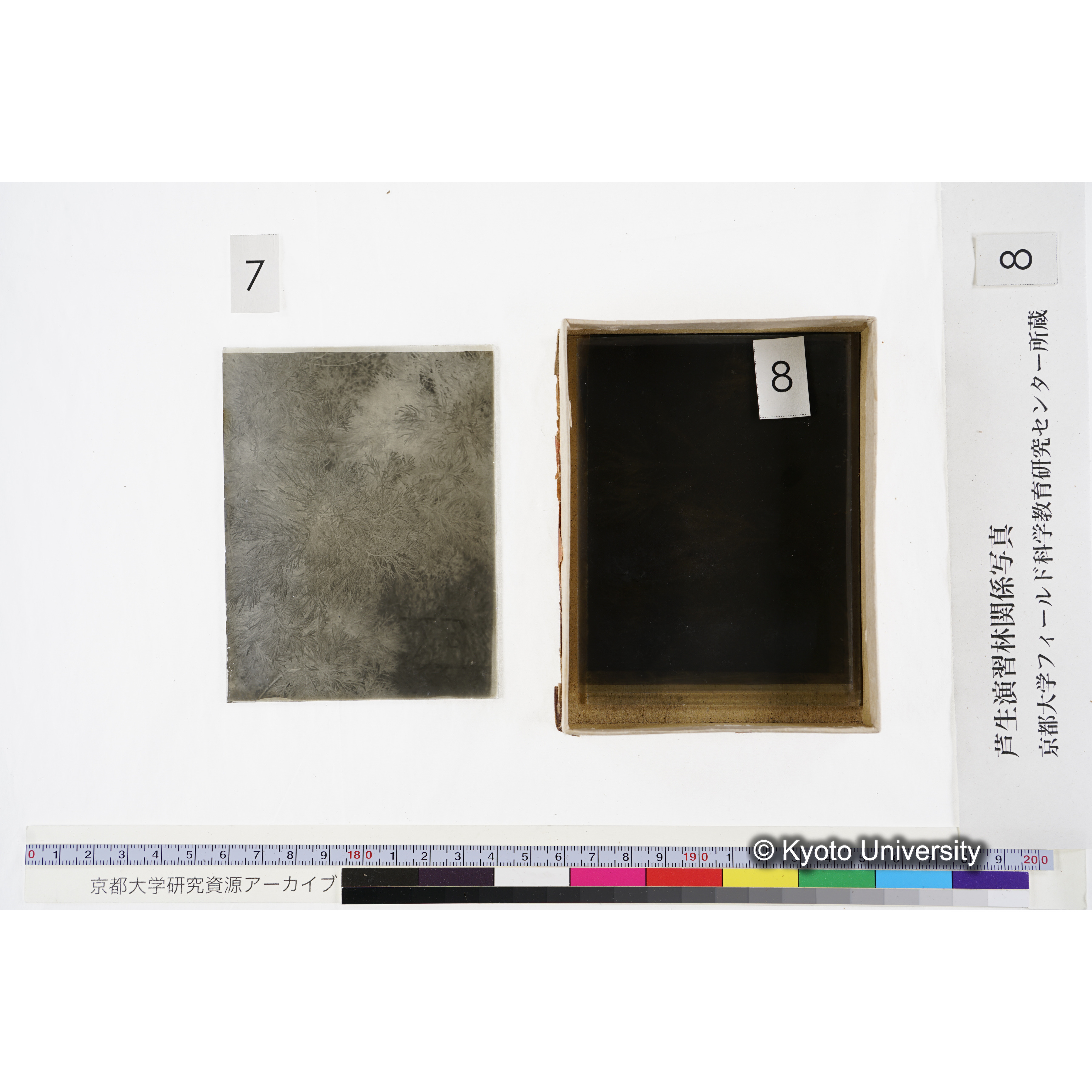 [箱]杉ノ品種（芦生） (16)