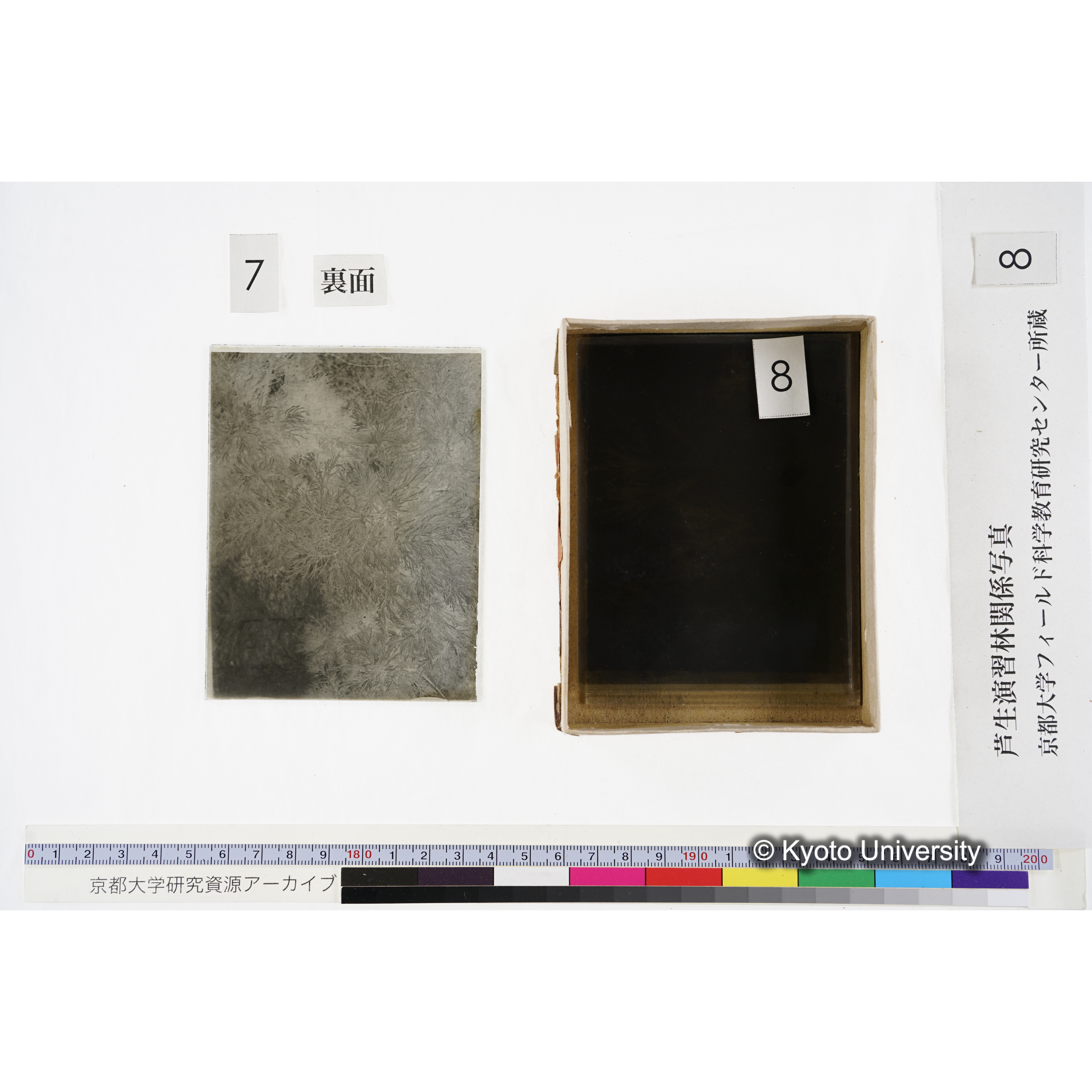 [箱]杉ノ品種（芦生） (17)