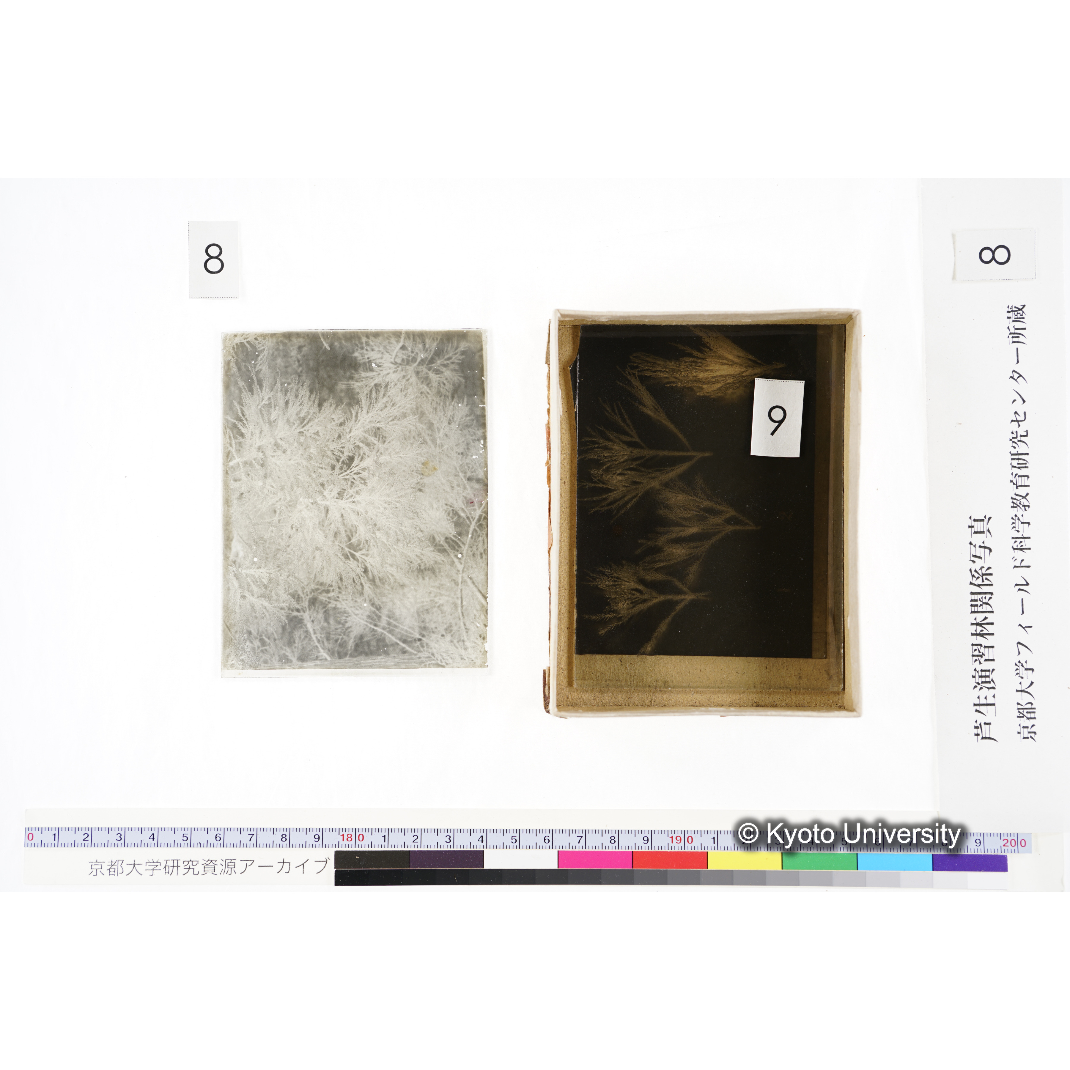 [箱]杉ノ品種（芦生） (18)