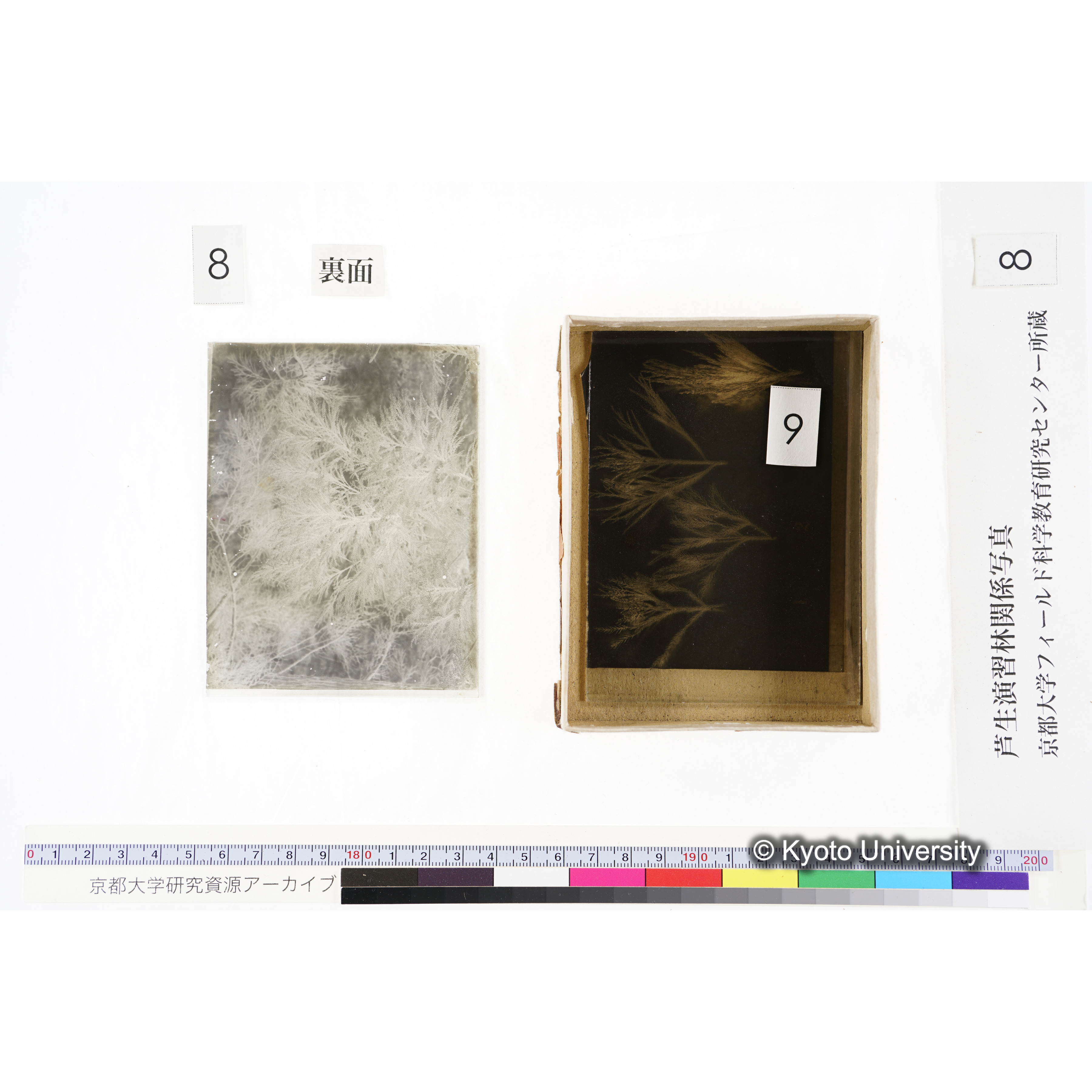 [箱]杉ノ品種（芦生） (19)