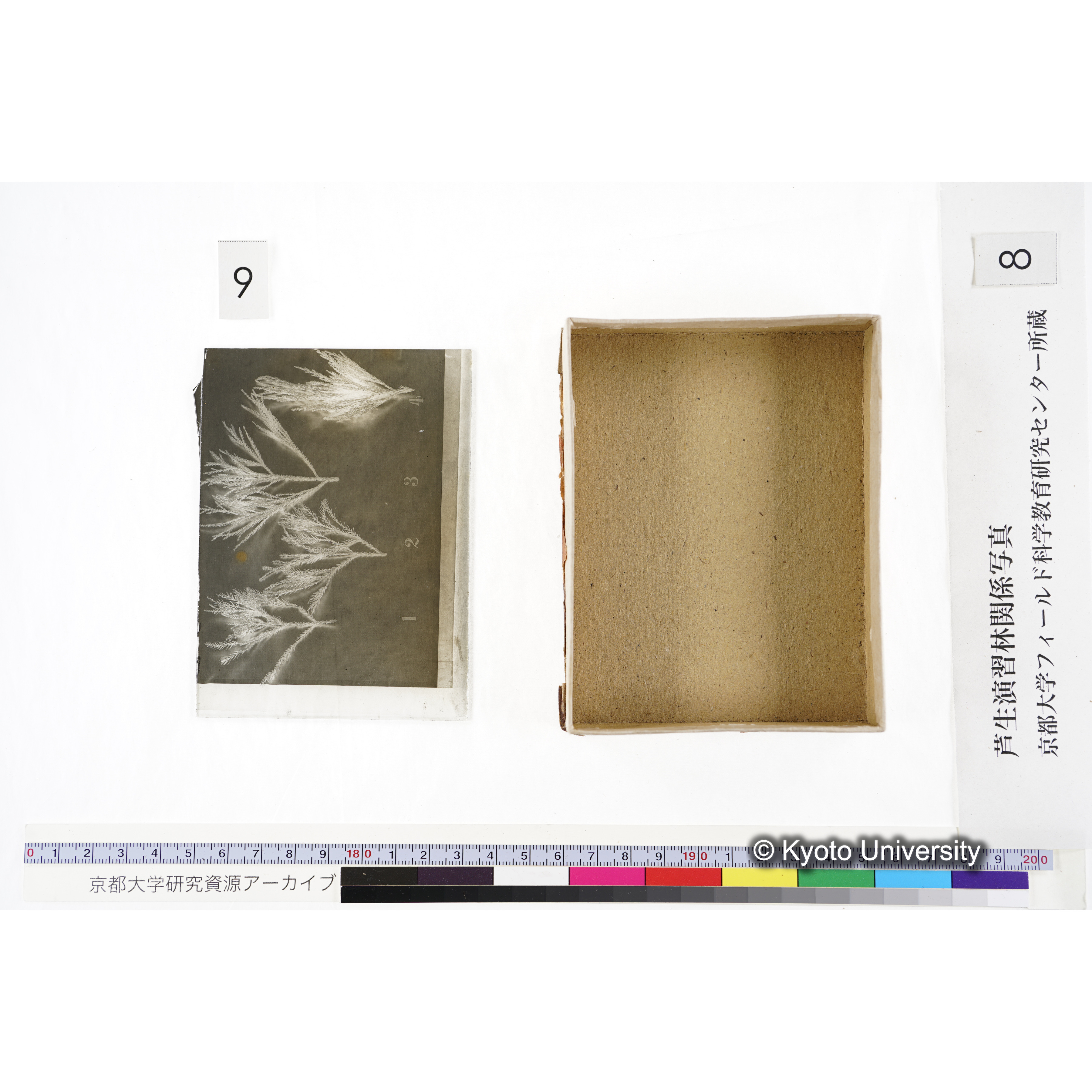 [箱]杉ノ品種（芦生） (20)