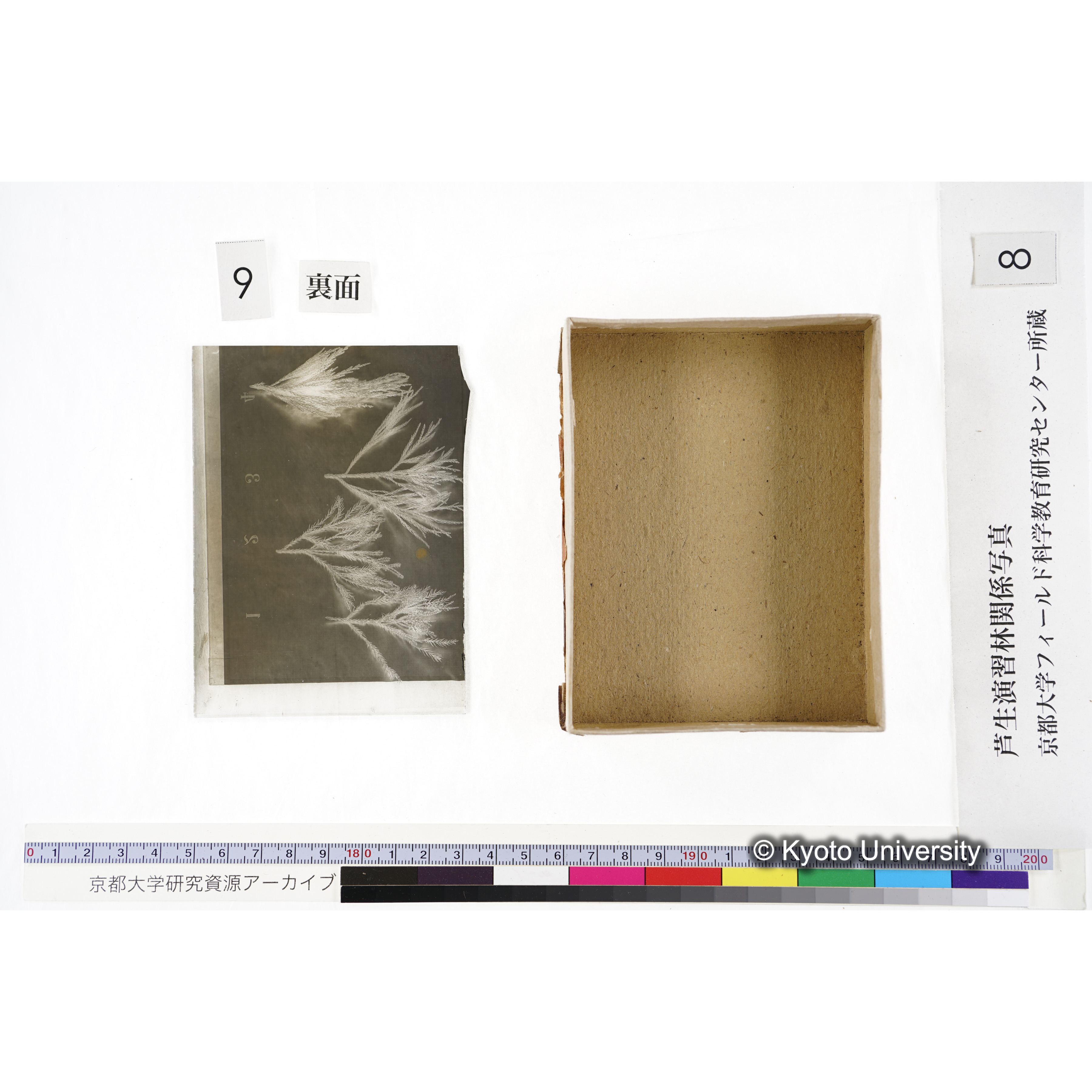 [箱]杉ノ品種（芦生） (21)