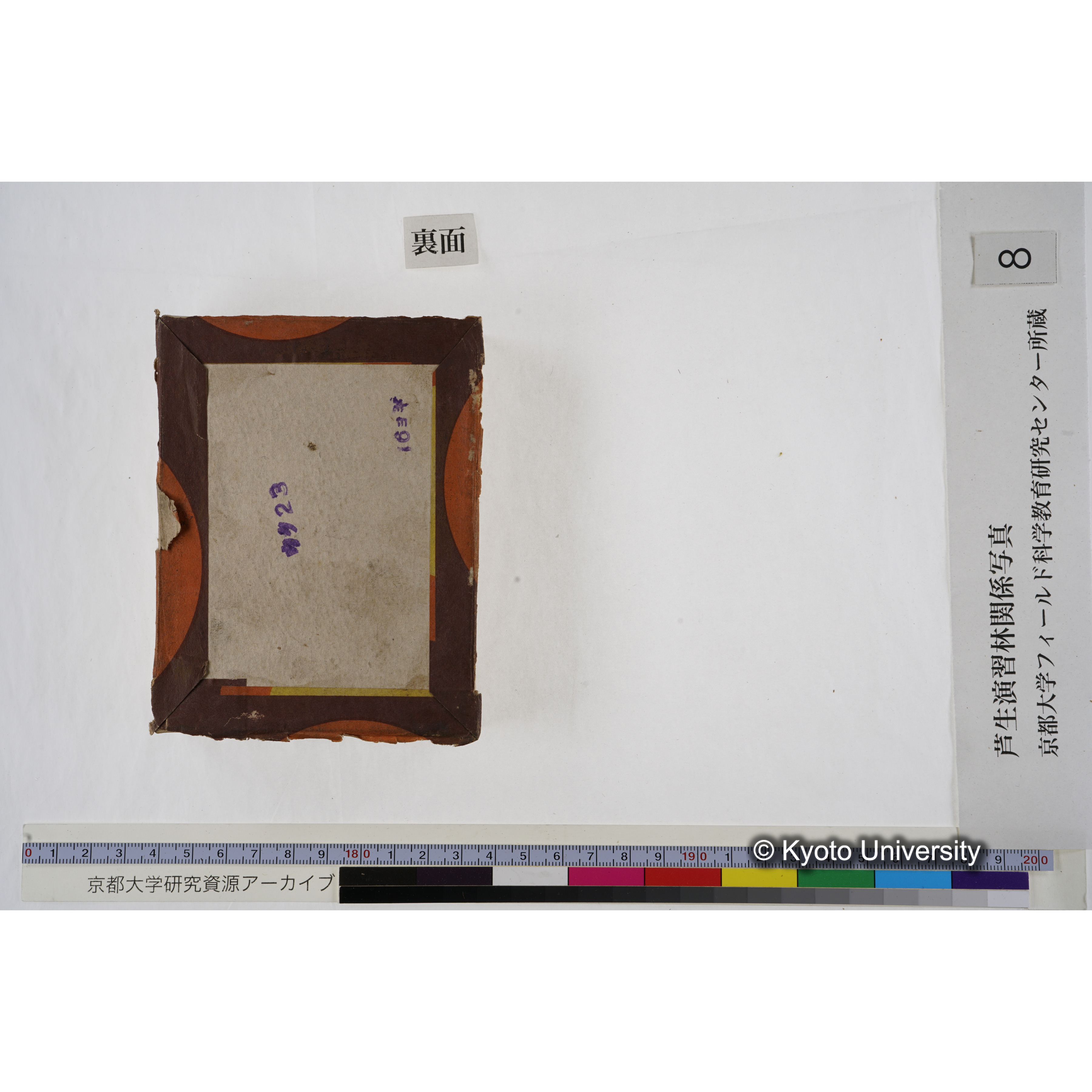 [箱]杉ノ品種（芦生） (23)