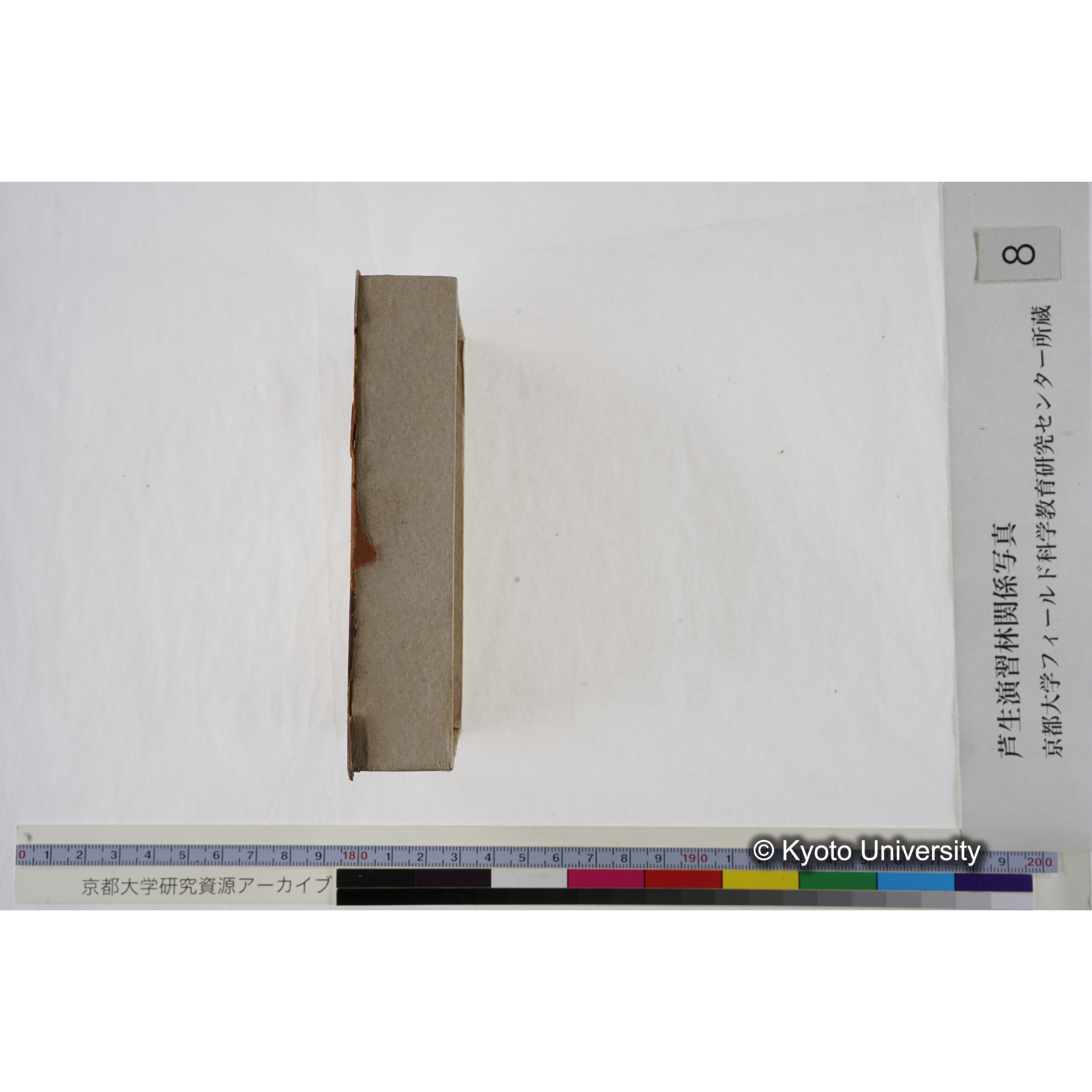 [箱]杉ノ品種（芦生） (24)