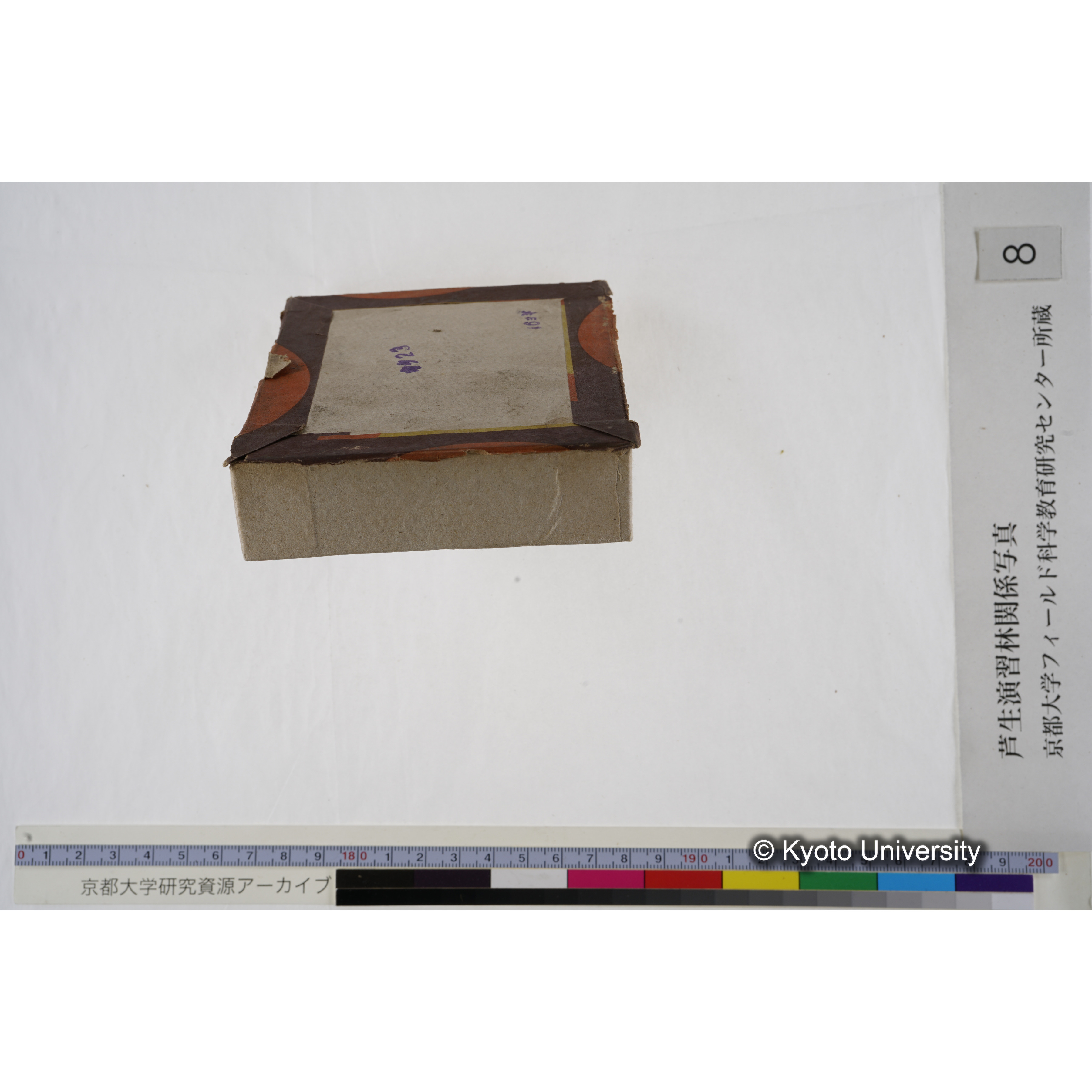 [箱]杉ノ品種（芦生） (25)