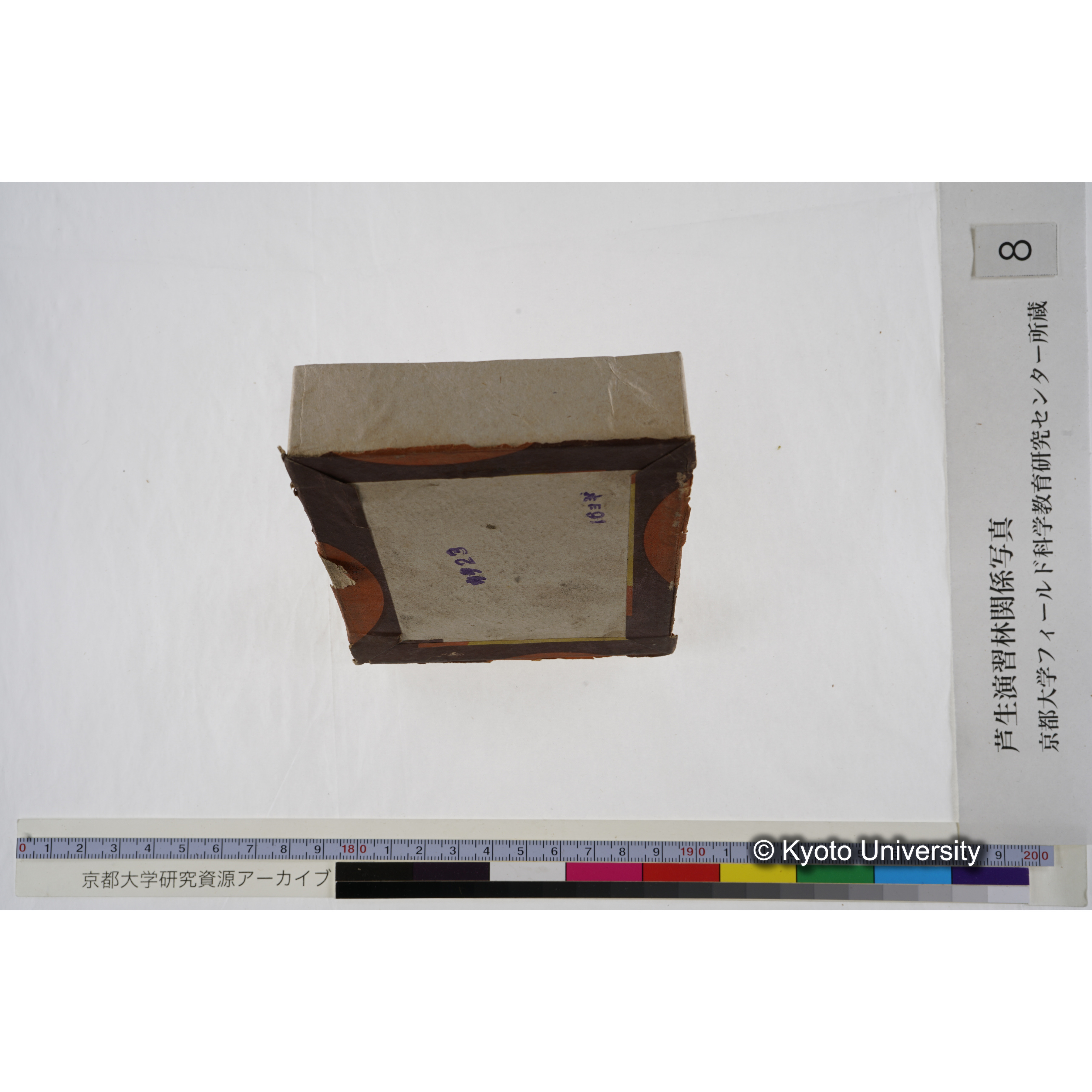 [箱]杉ノ品種（芦生） (26)