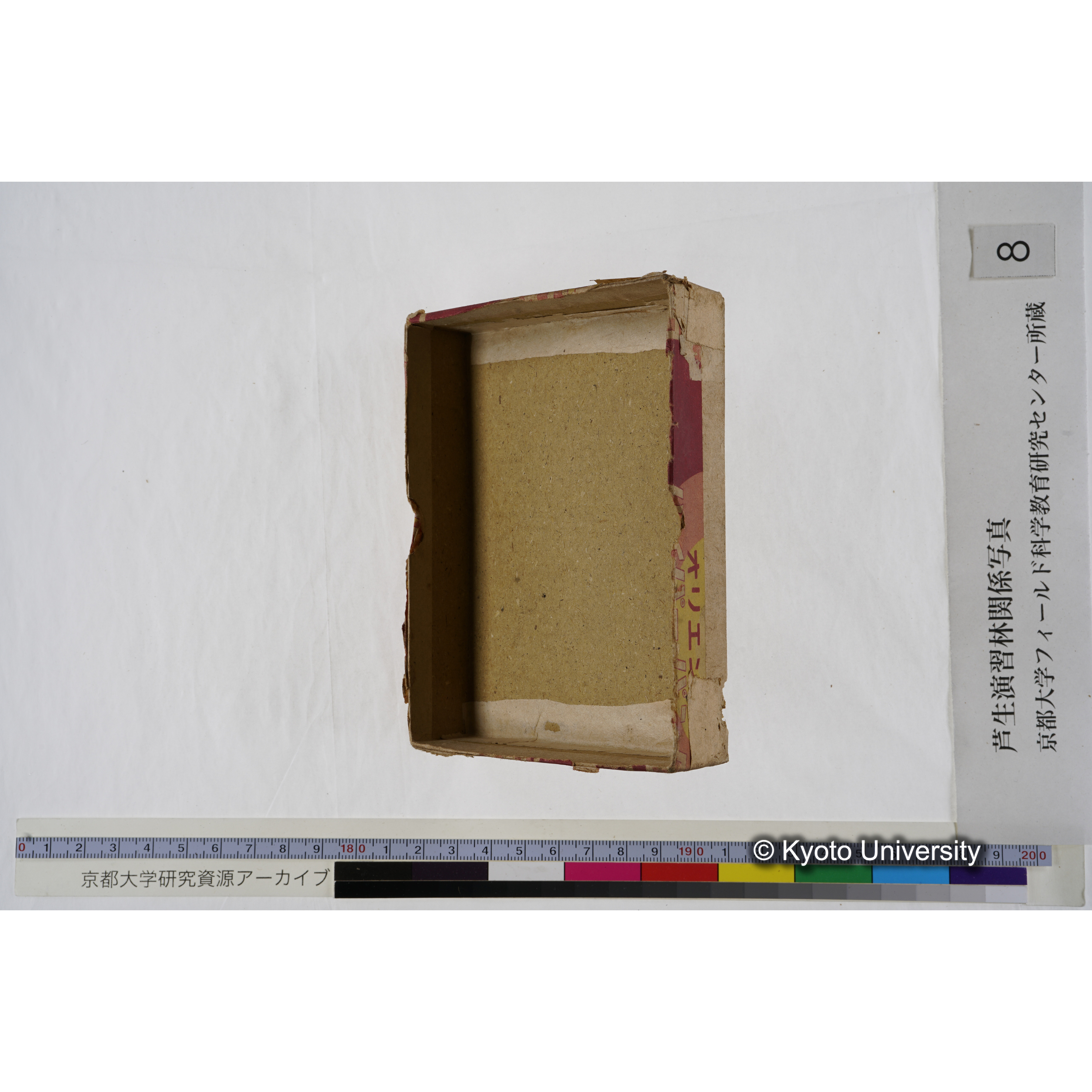 [箱]杉ノ品種（芦生） (27)