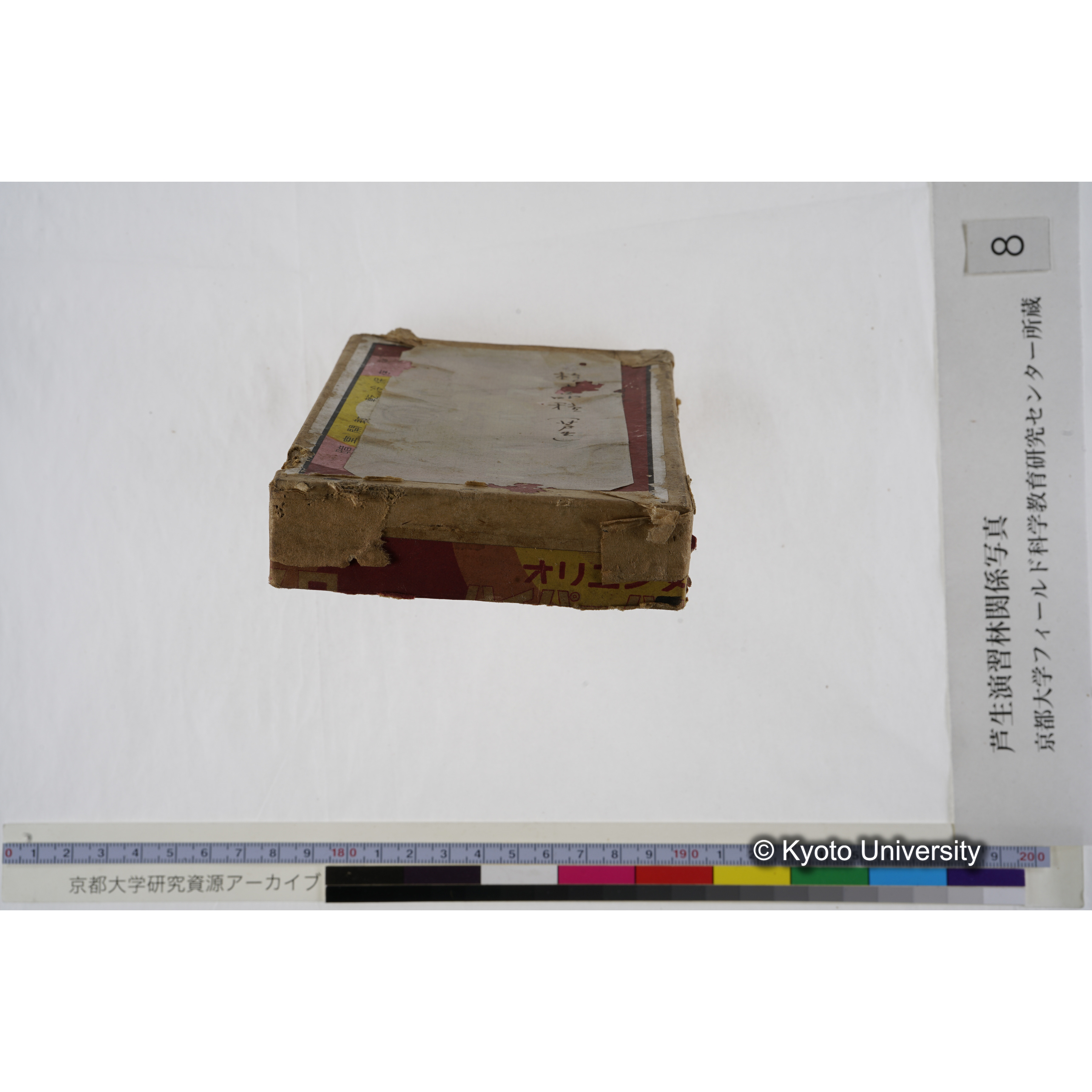 [箱]杉ノ品種（芦生） (28)