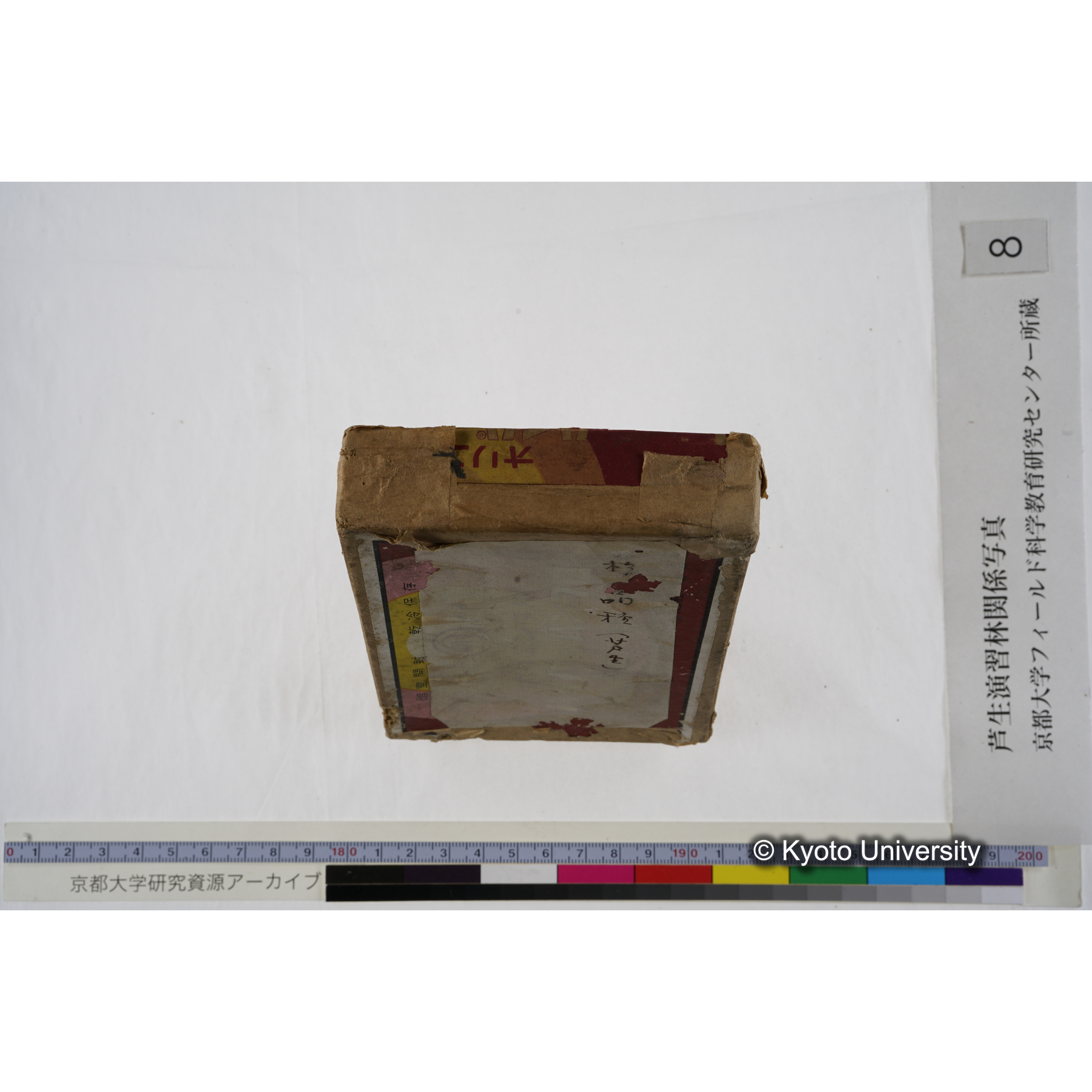 [箱]杉ノ品種（芦生） (29)