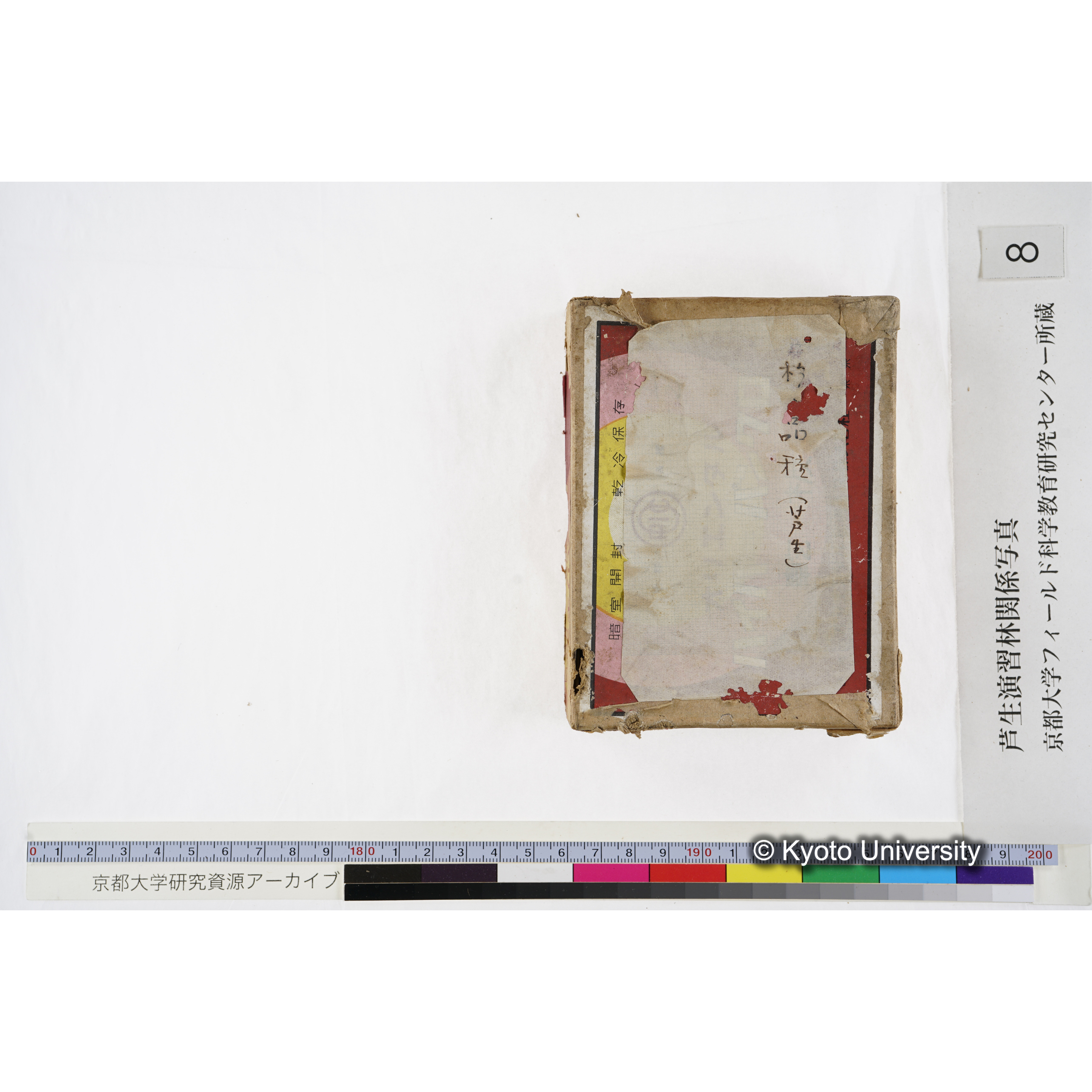 [箱]杉ノ品種（芦生） (30)