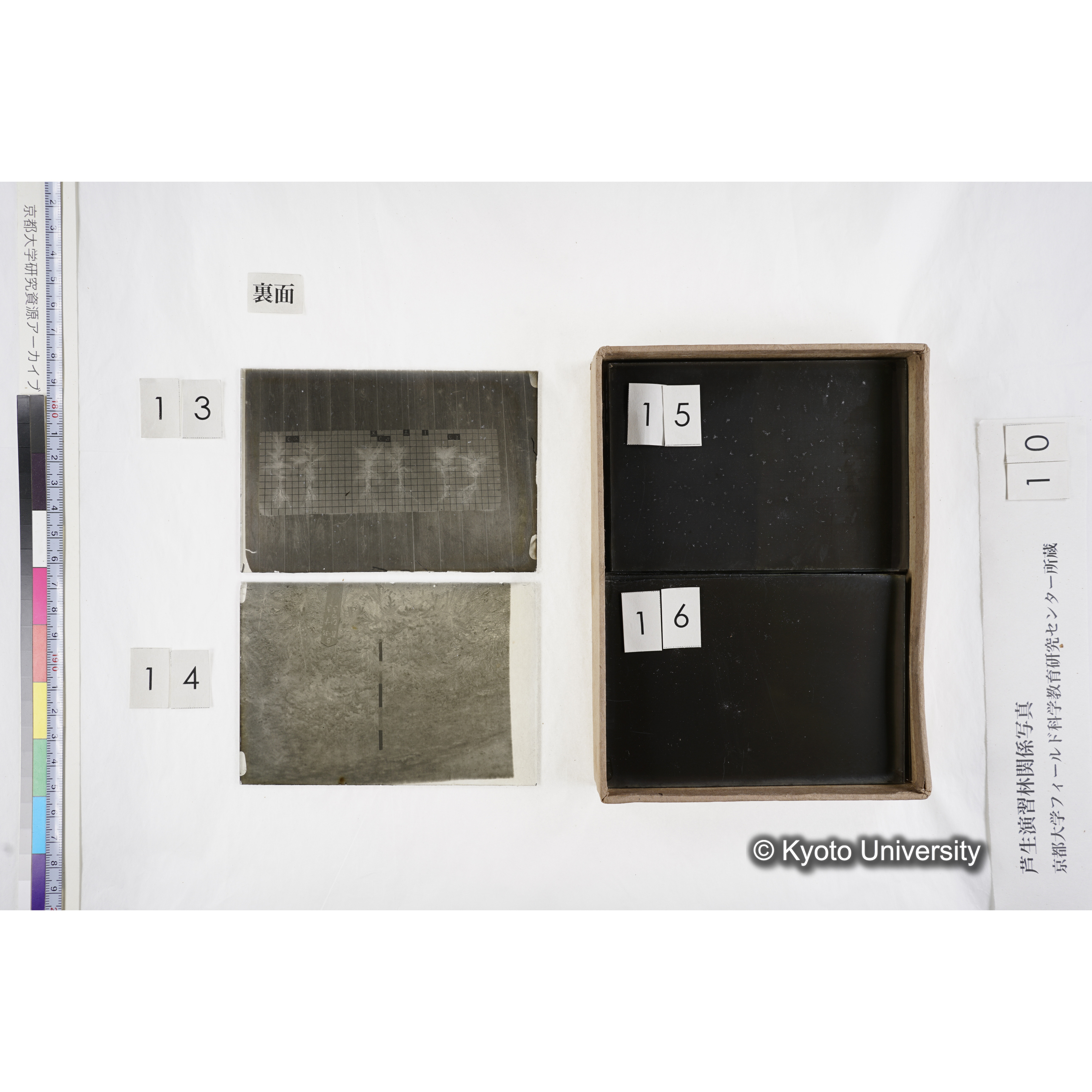 [箱]昭和廿六年度 須知苗圃施肥試験（二） (13)