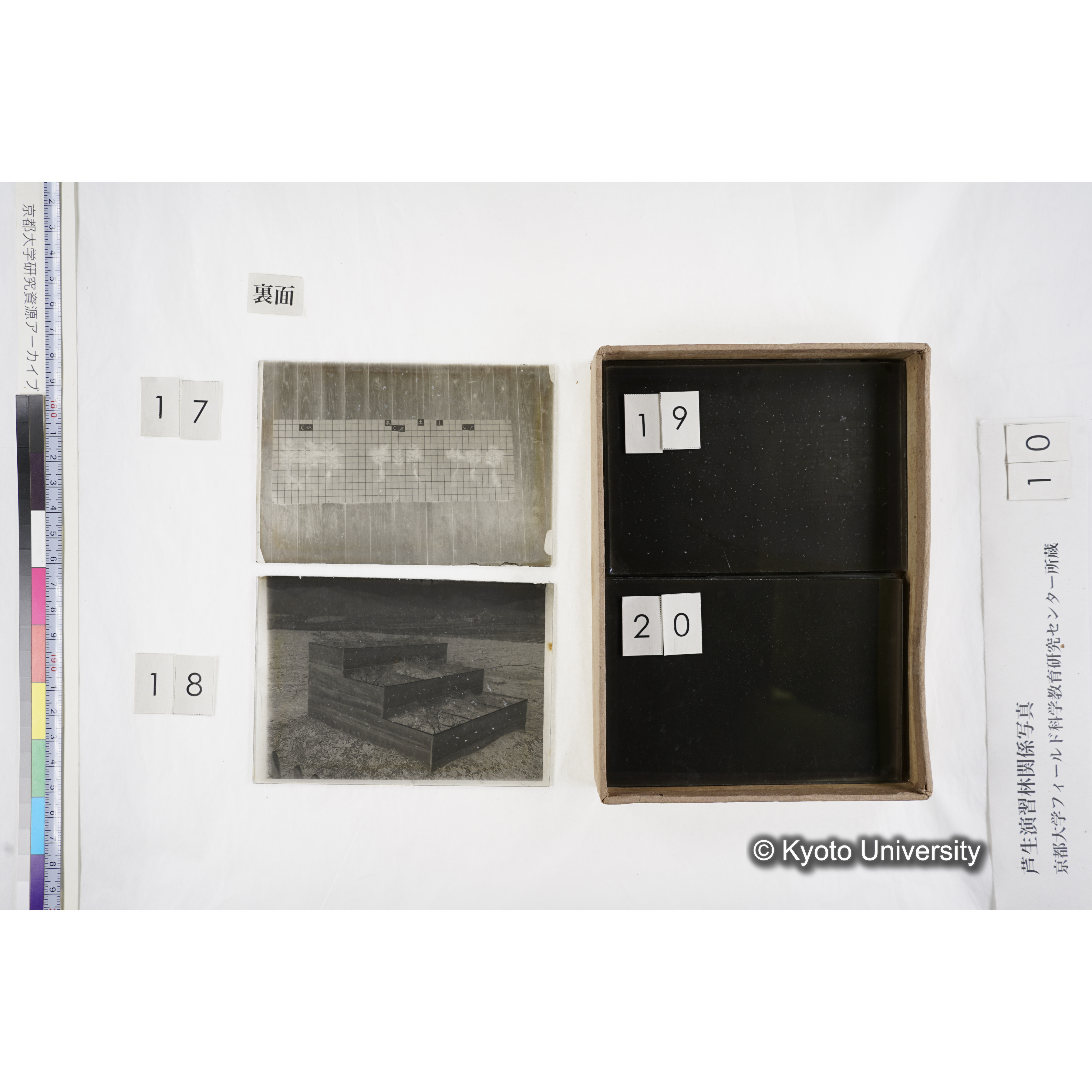 [箱]昭和廿六年度 須知苗圃施肥試験（二） (15)