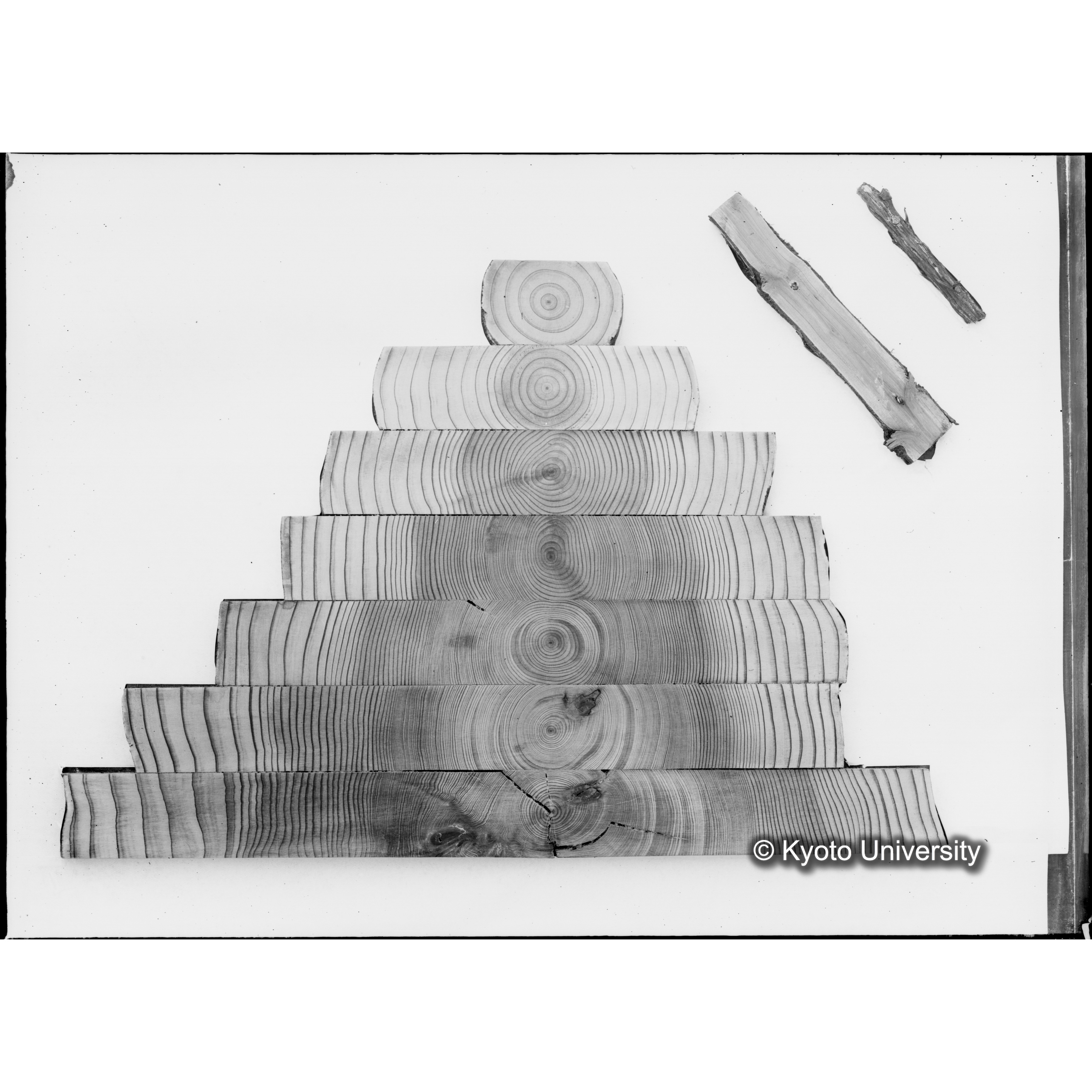 滿8年前ニ障害木ヲ除却シテ生長ヲ促進セシメタル「スギ」 (1)