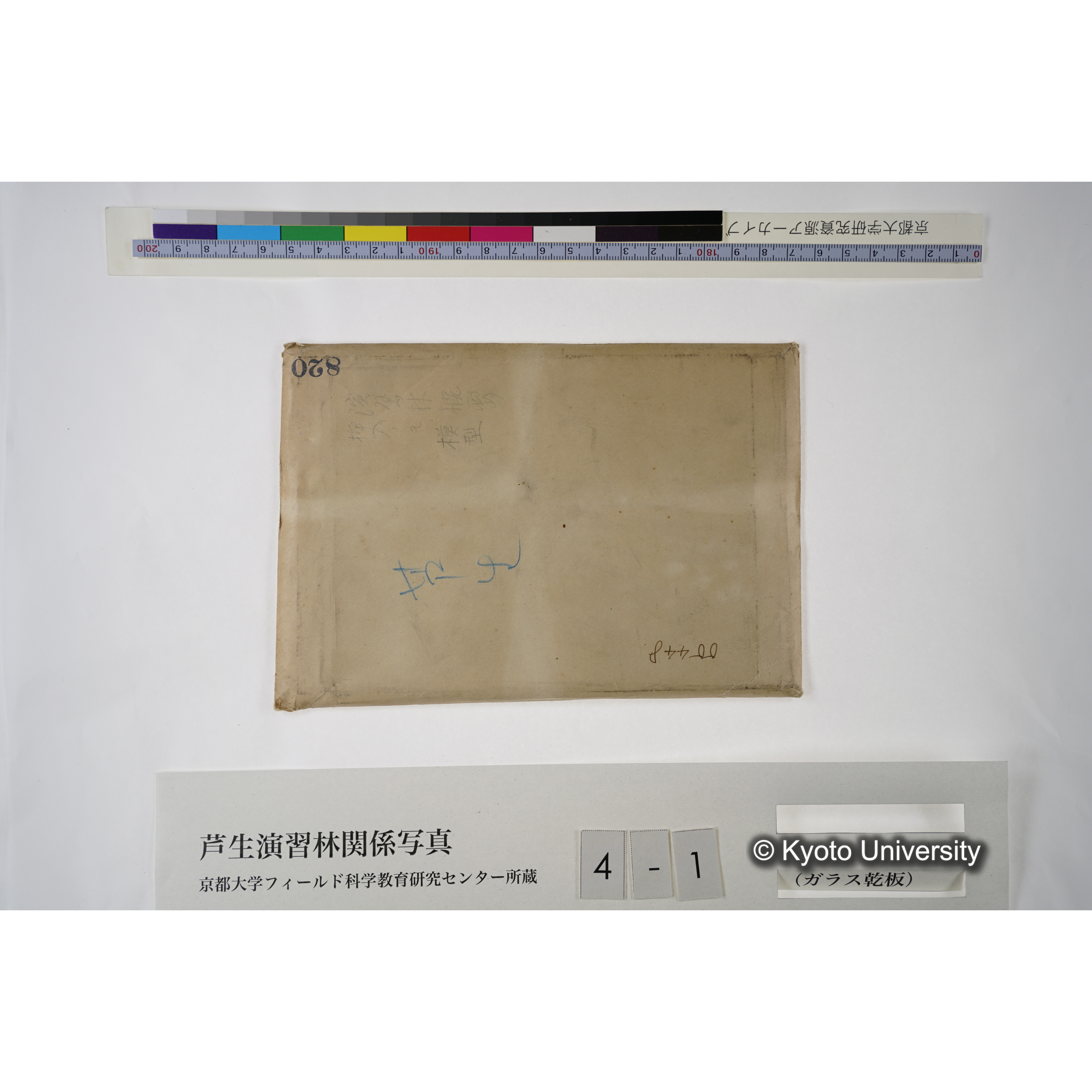 滿8年前ニ障害木ヲ除却シテ生長ヲ促進セシメタル「スギ」 (2)