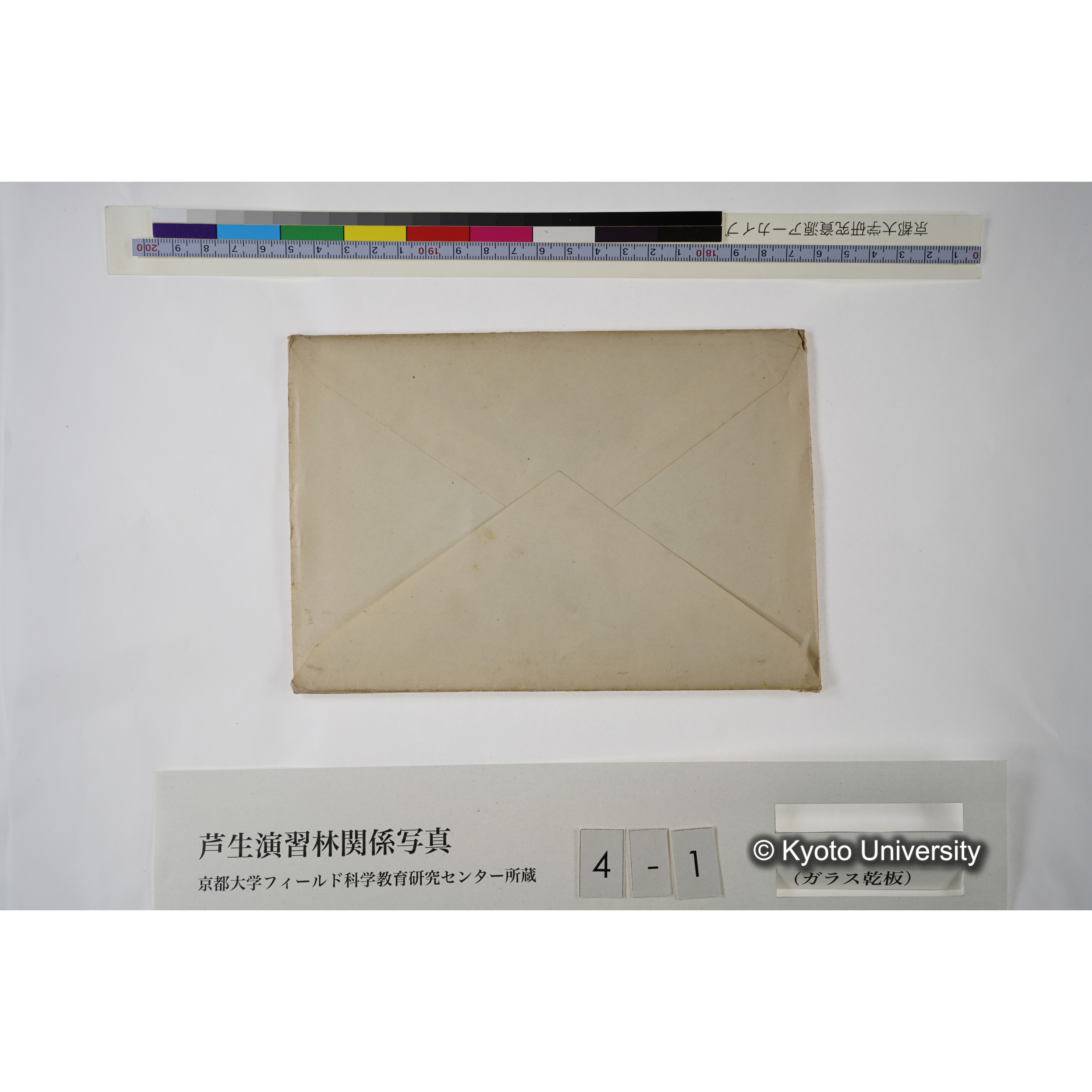 滿8年前ニ障害木ヲ除却シテ生長ヲ促進セシメタル「スギ」 (3)