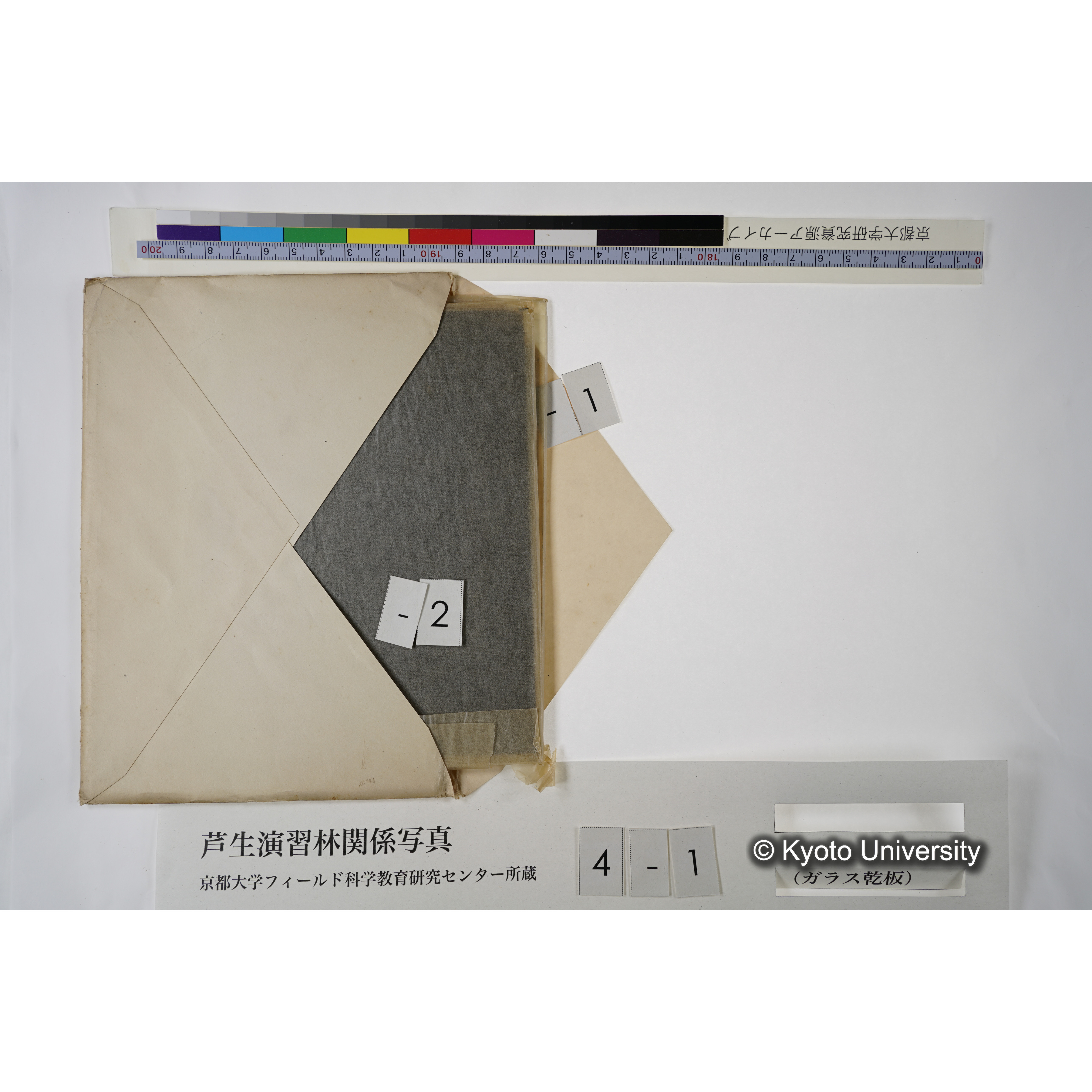 滿8年前ニ障害木ヲ除却シテ生長ヲ促進セシメタル「スギ」 (4)