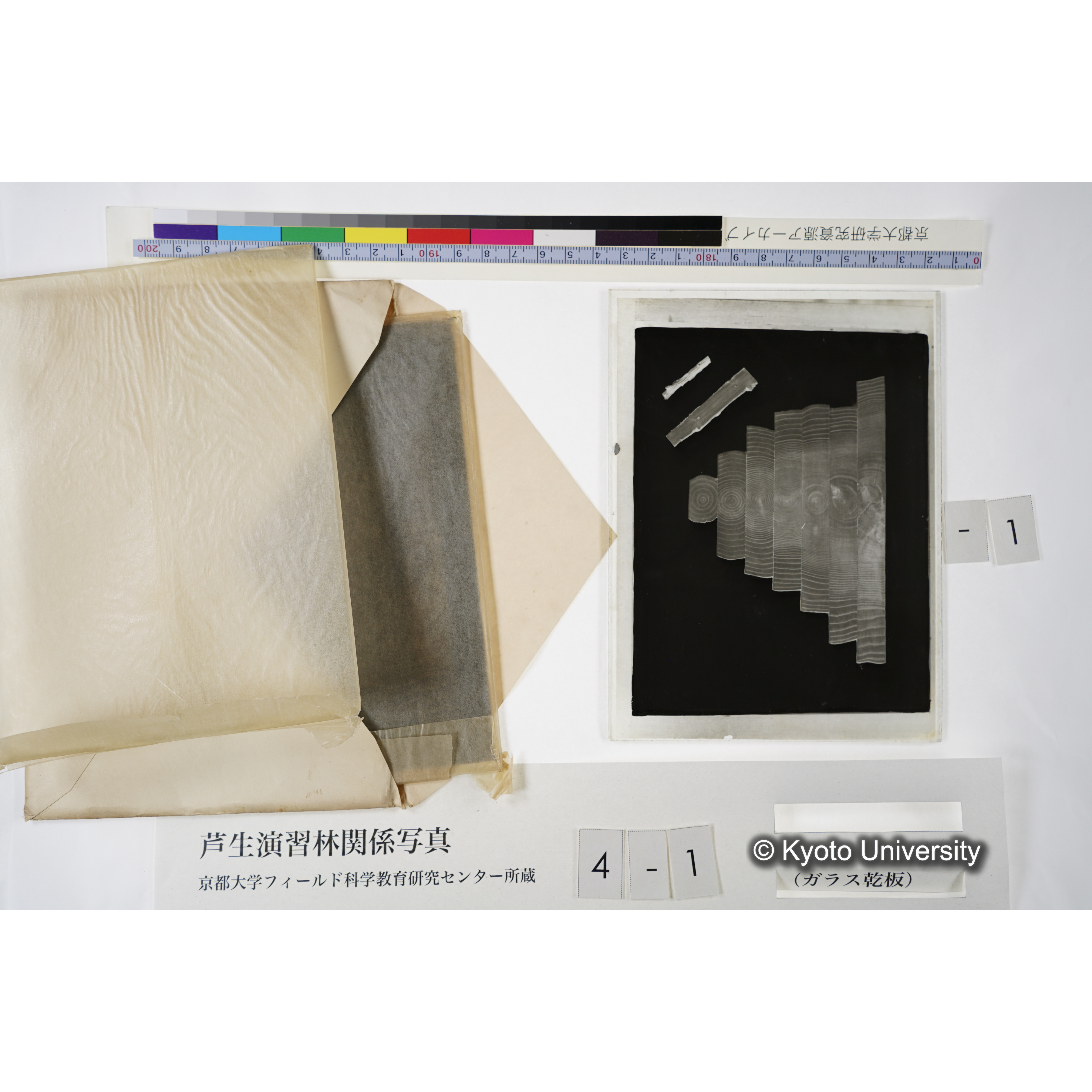 滿8年前ニ障害木ヲ除却シテ生長ヲ促進セシメタル「スギ」 (5)