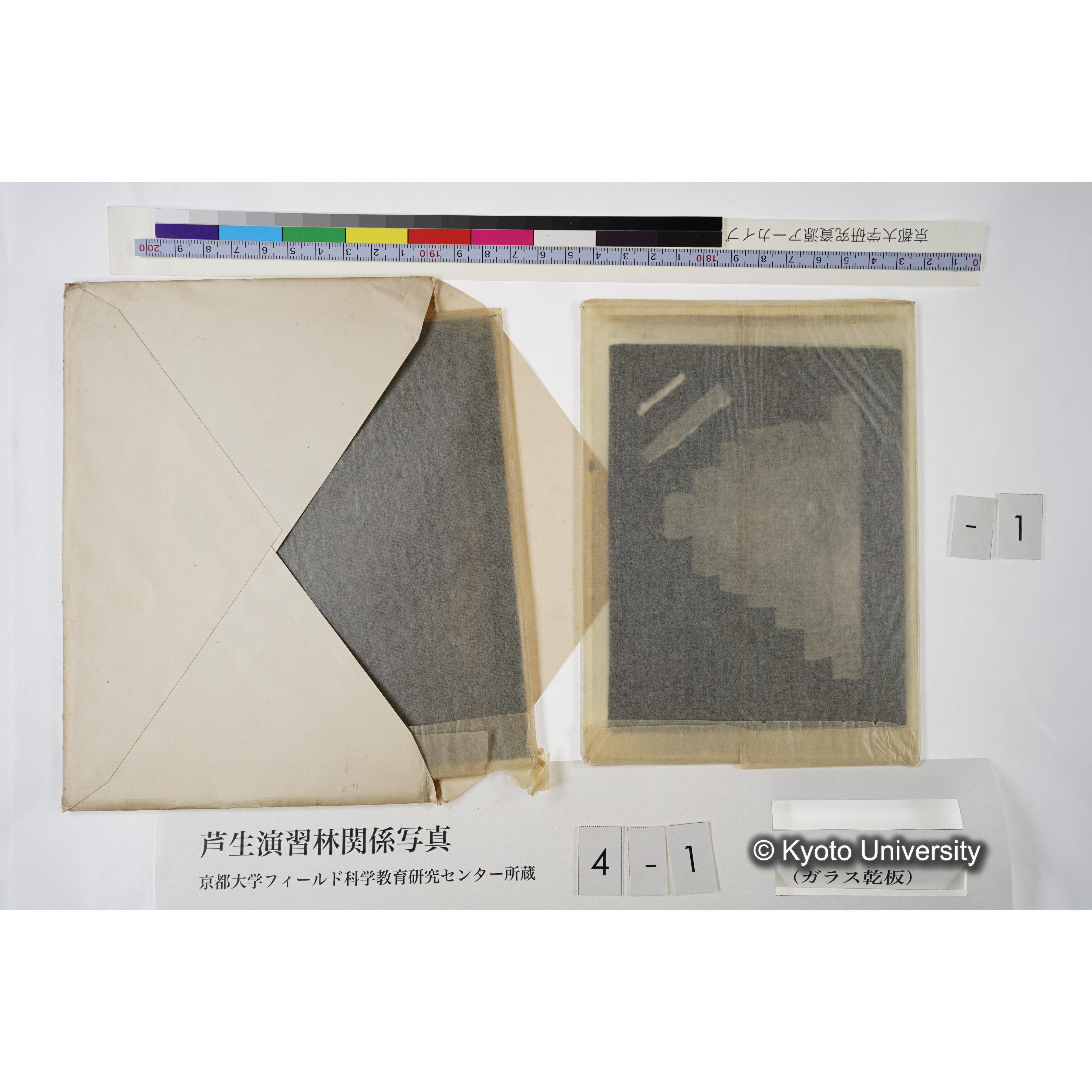 滿8年前ニ障害木ヲ除却シテ生長ヲ促進セシメタル「スギ」 (6)