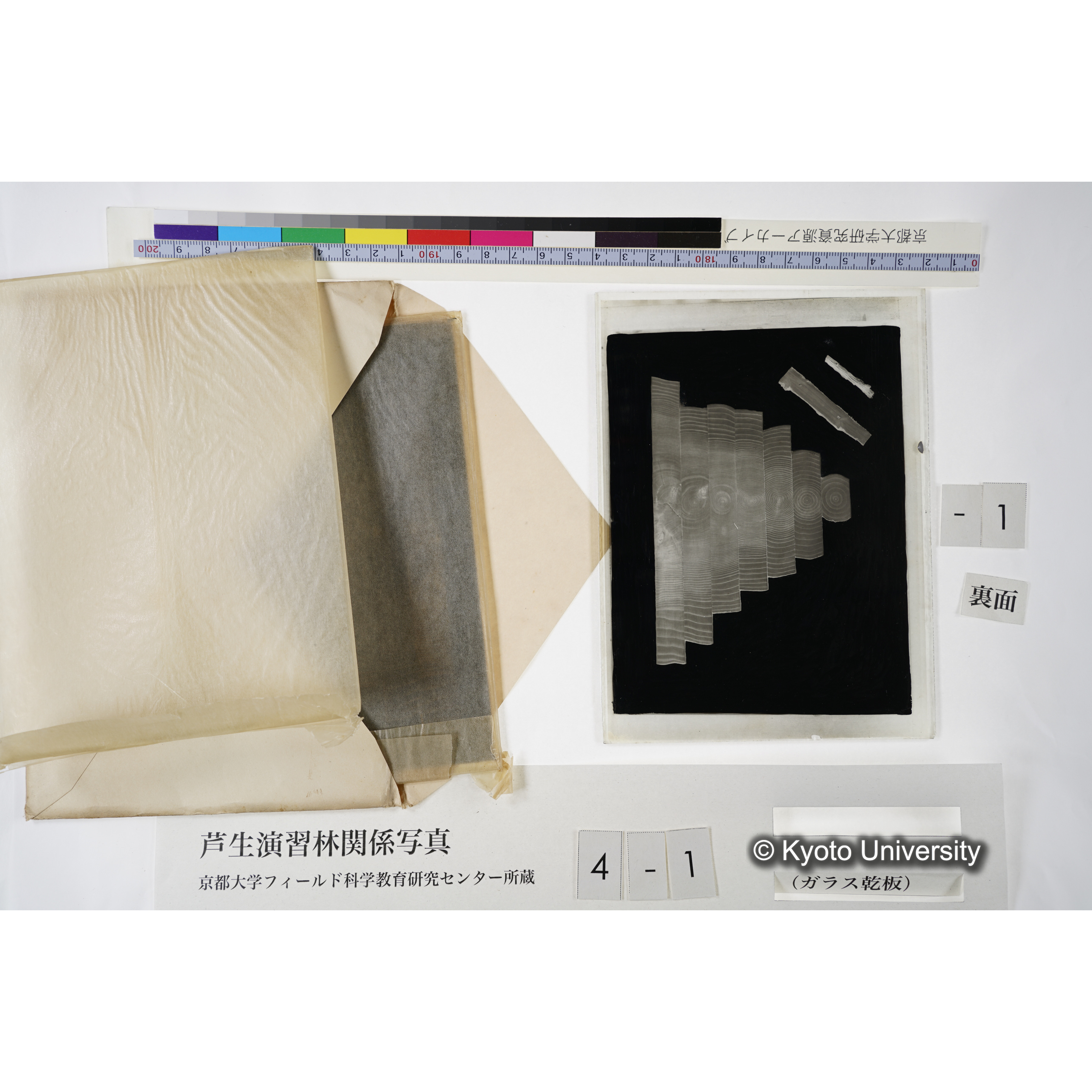 滿8年前ニ障害木ヲ除却シテ生長ヲ促進セシメタル「スギ」 (7)