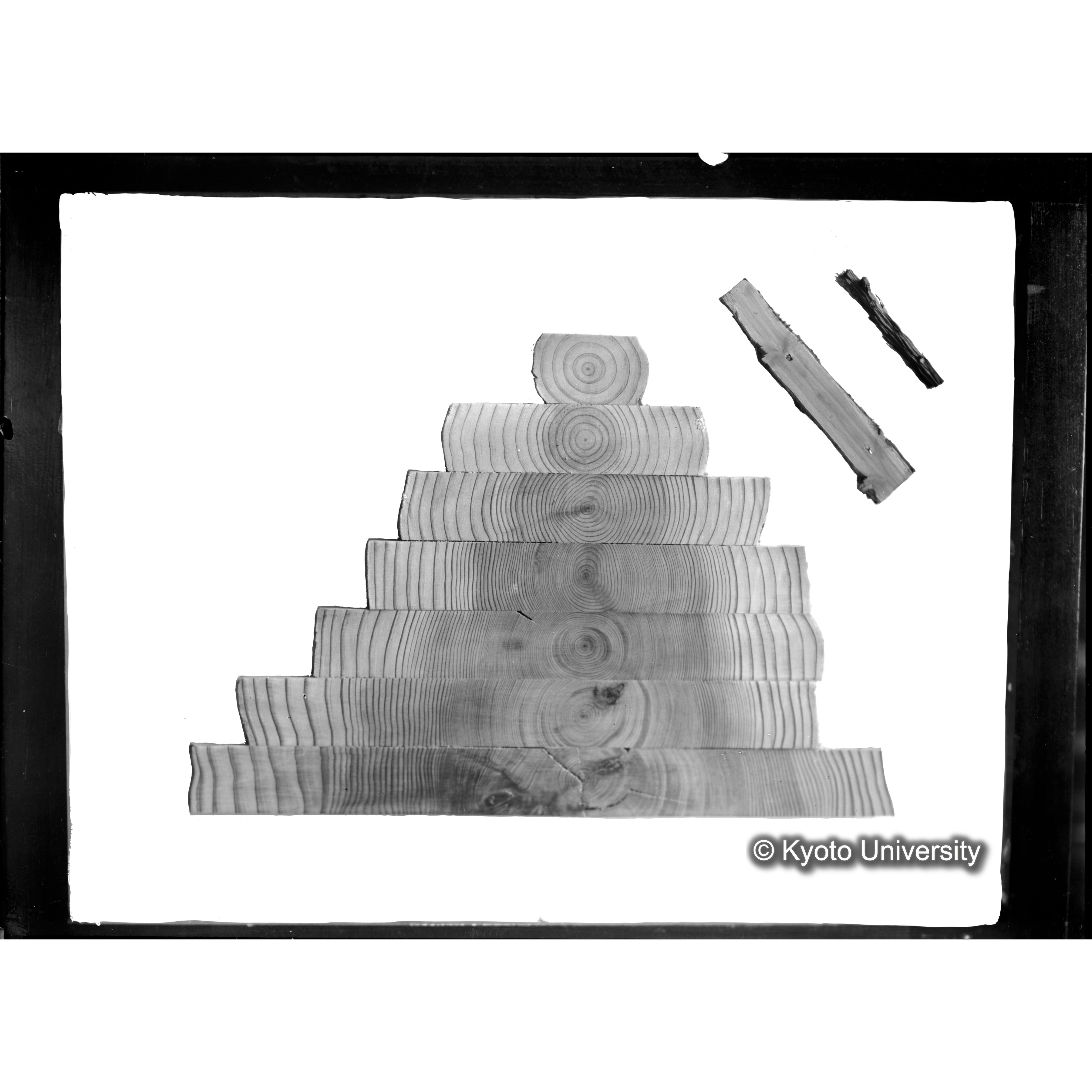 [木の輪切り・長方形状に切断, 年輪の少ない木から多い木へ.] (1)