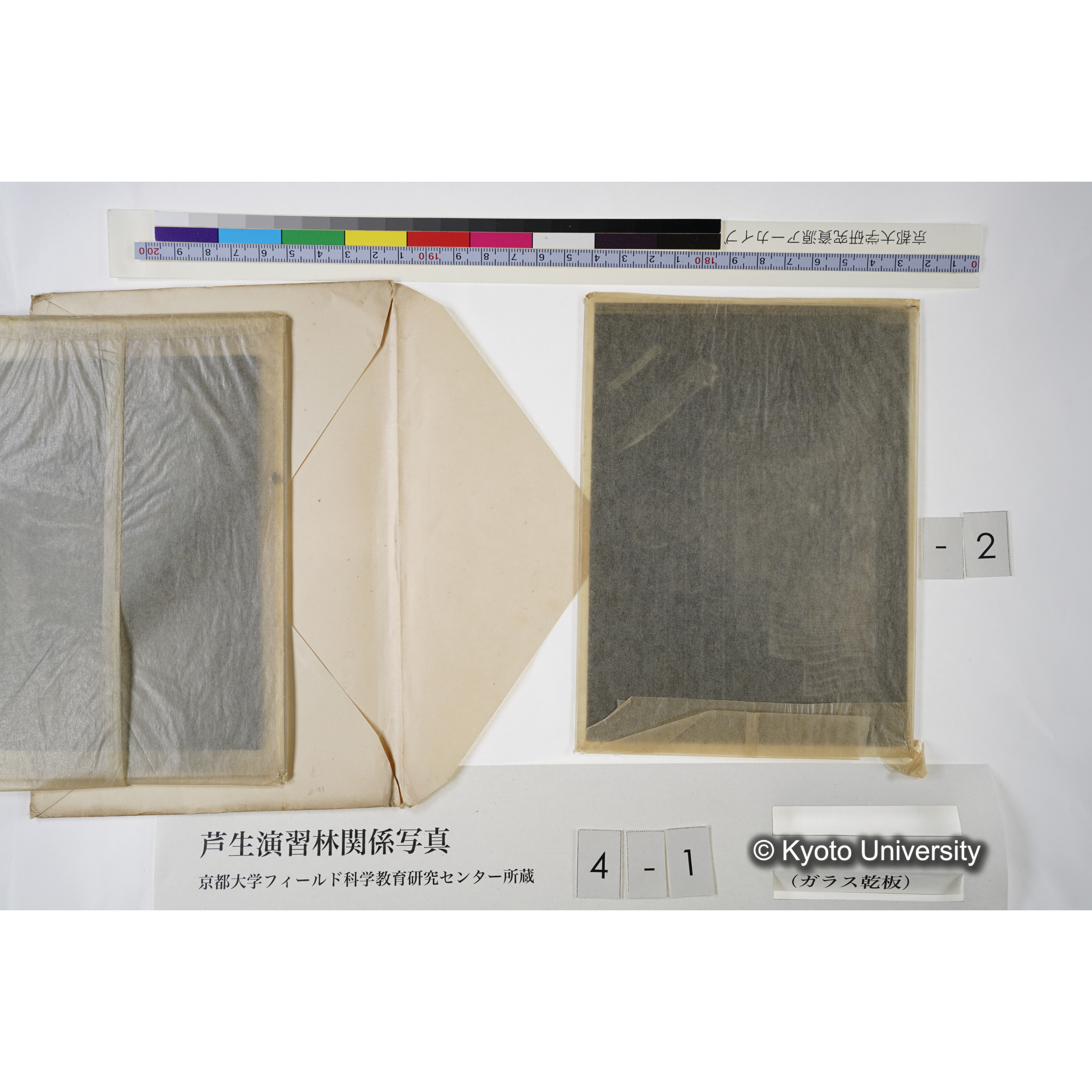 [木の輪切り・長方形状に切断, 年輪の少ない木から多い木へ.] (2)