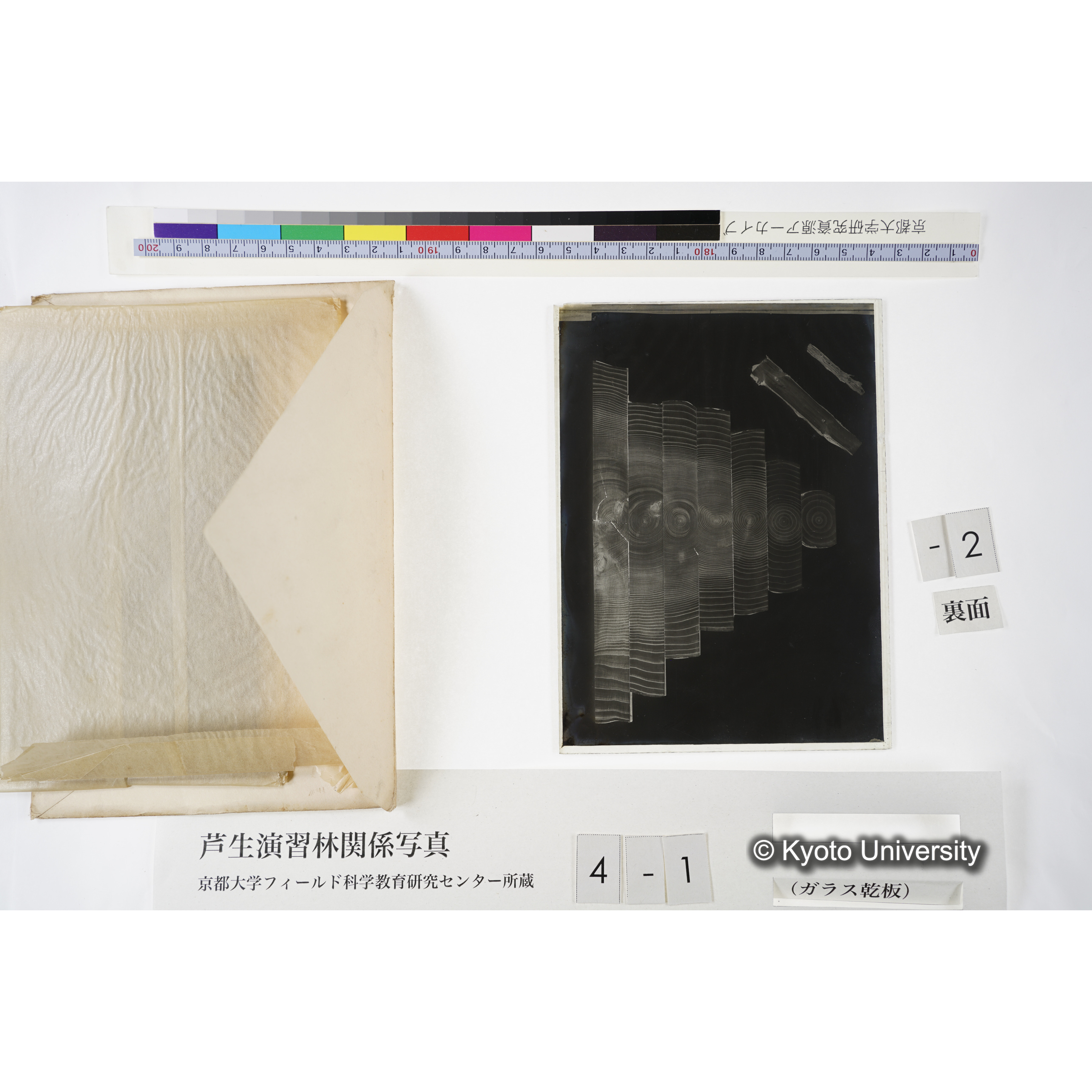 [木の輪切り・長方形状に切断, 年輪の少ない木から多い木へ.] (3)