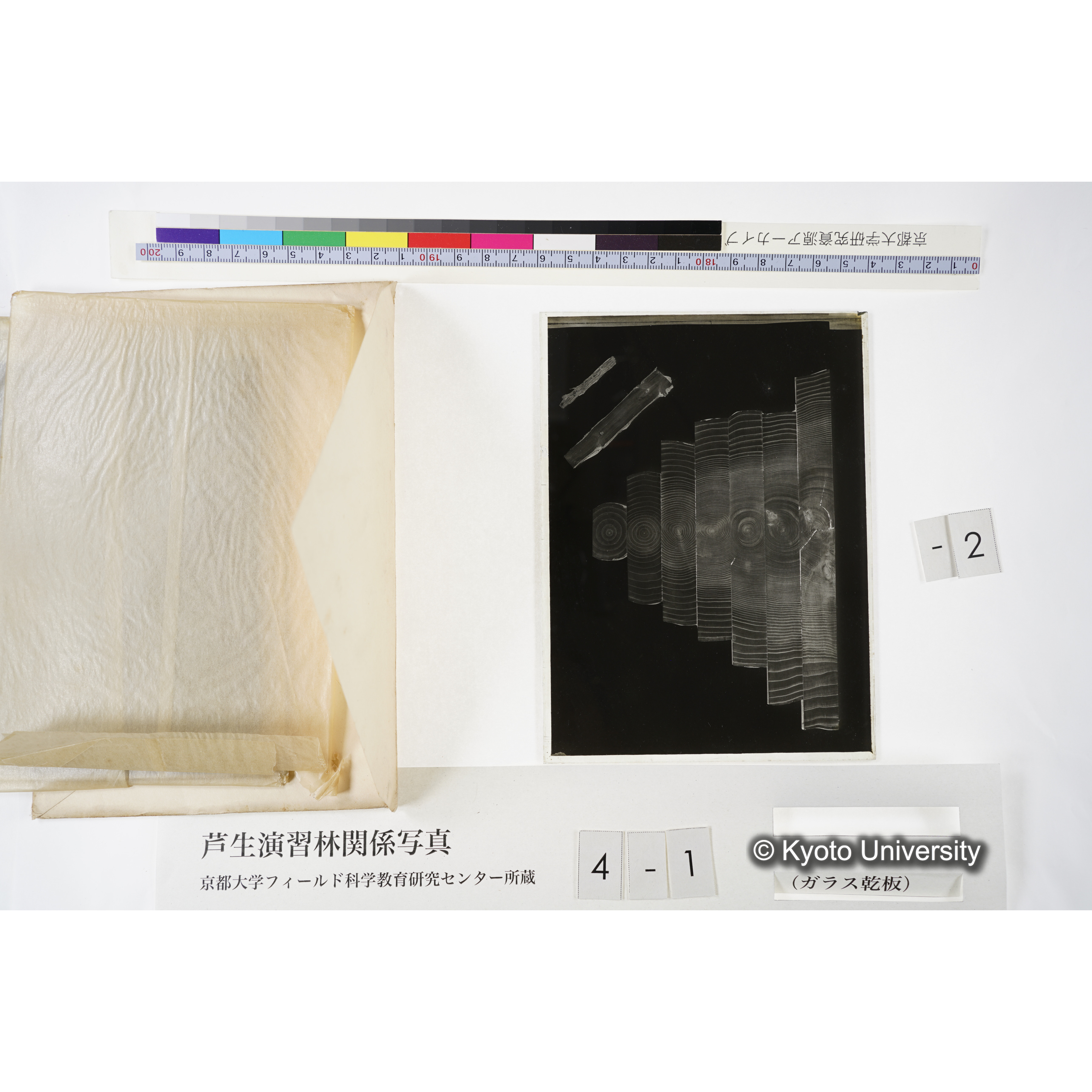 [木の輪切り・長方形状に切断, 年輪の少ない木から多い木へ.] (5)