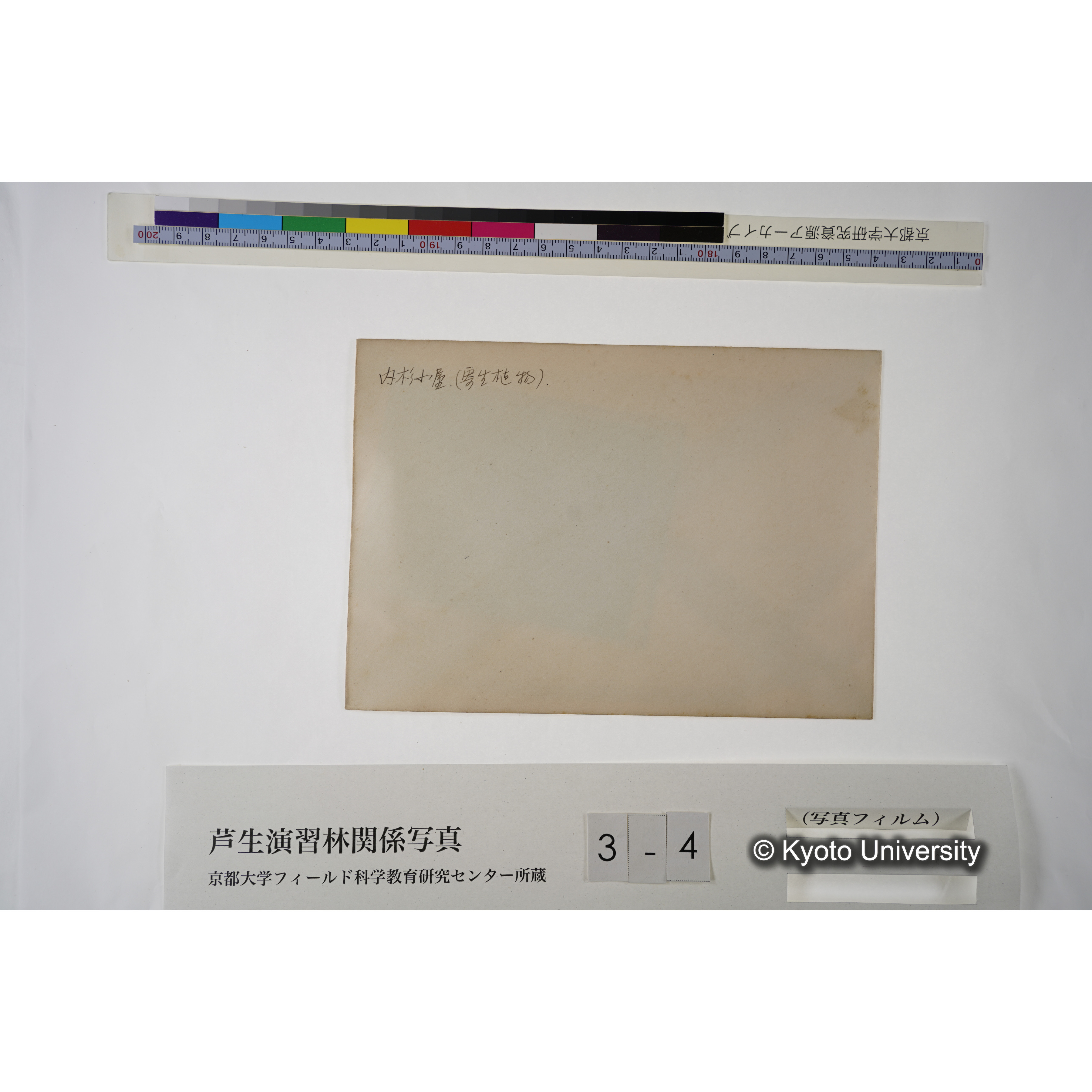 内杉小屋.（寄生植物）. (1)