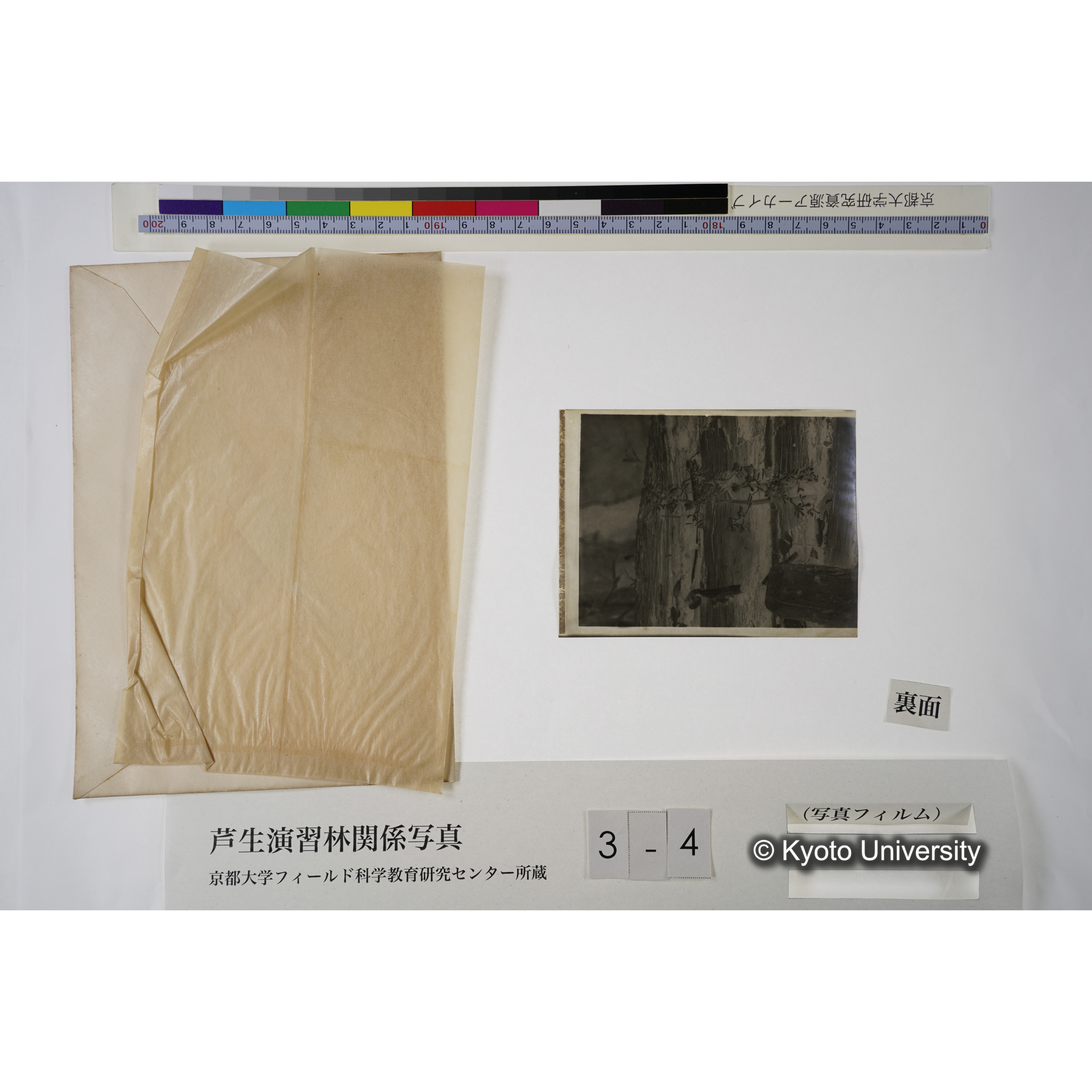 内杉小屋.（寄生植物）. (3)