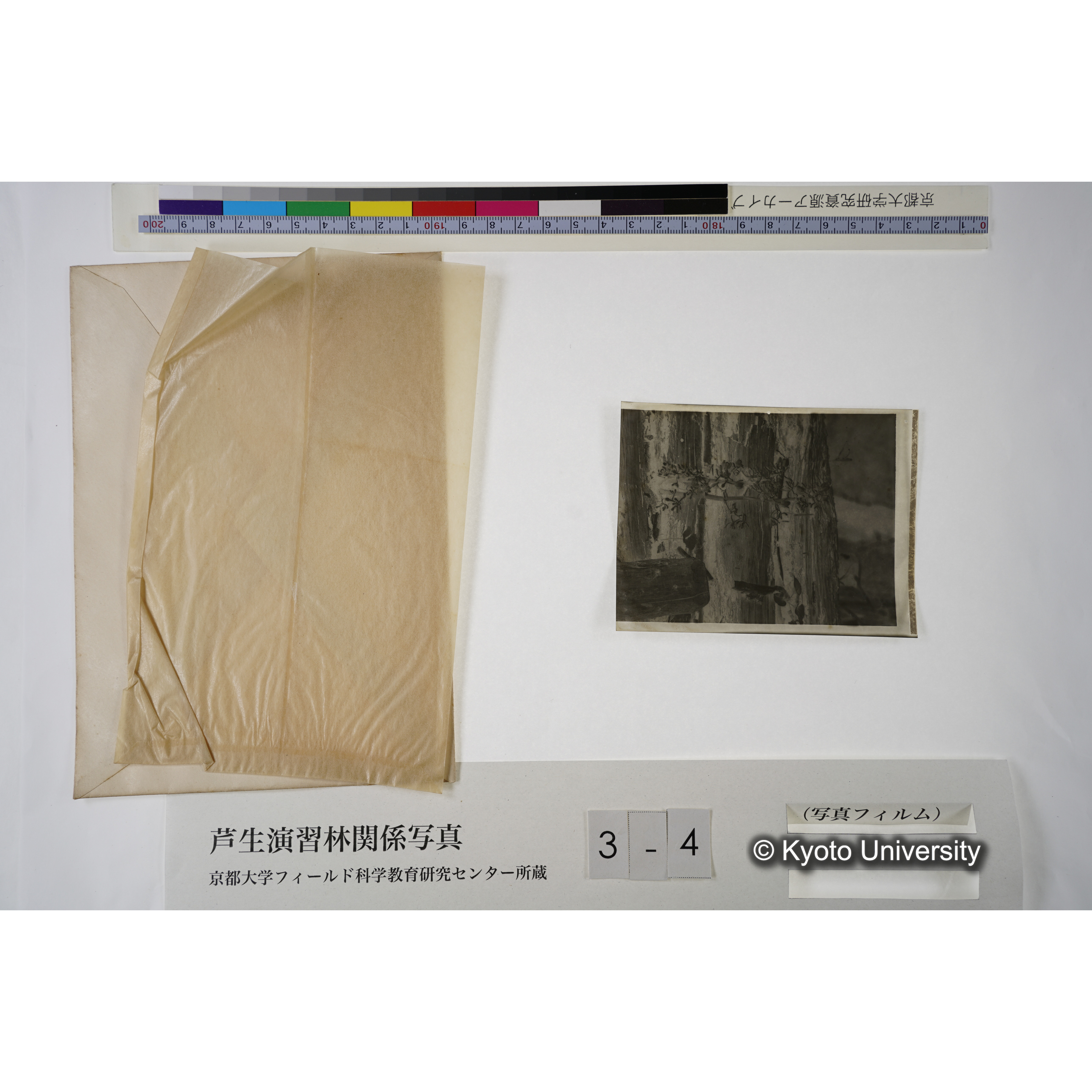 内杉小屋.（寄生植物）. (4)