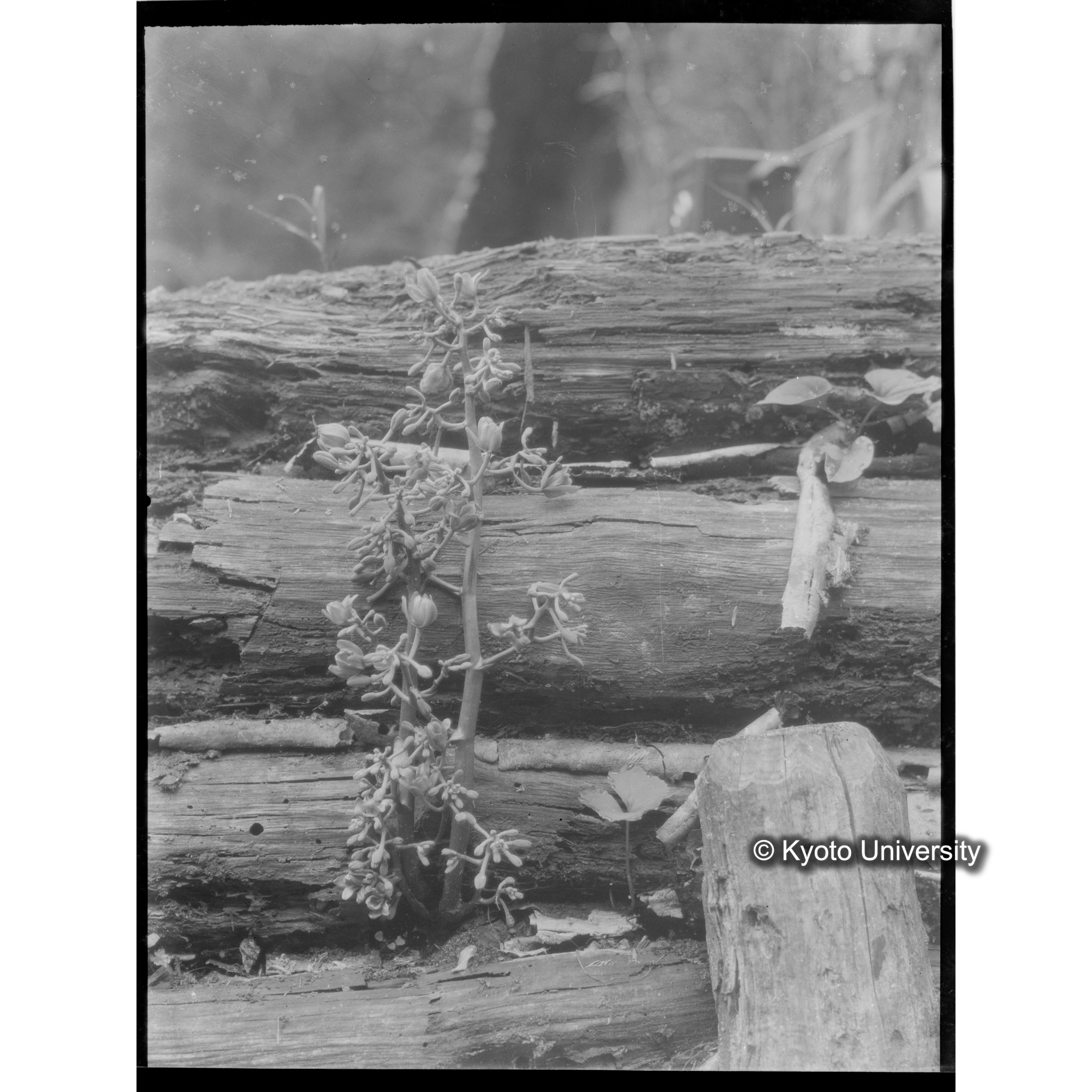 内杉小屋.（寄生植物）. (6)