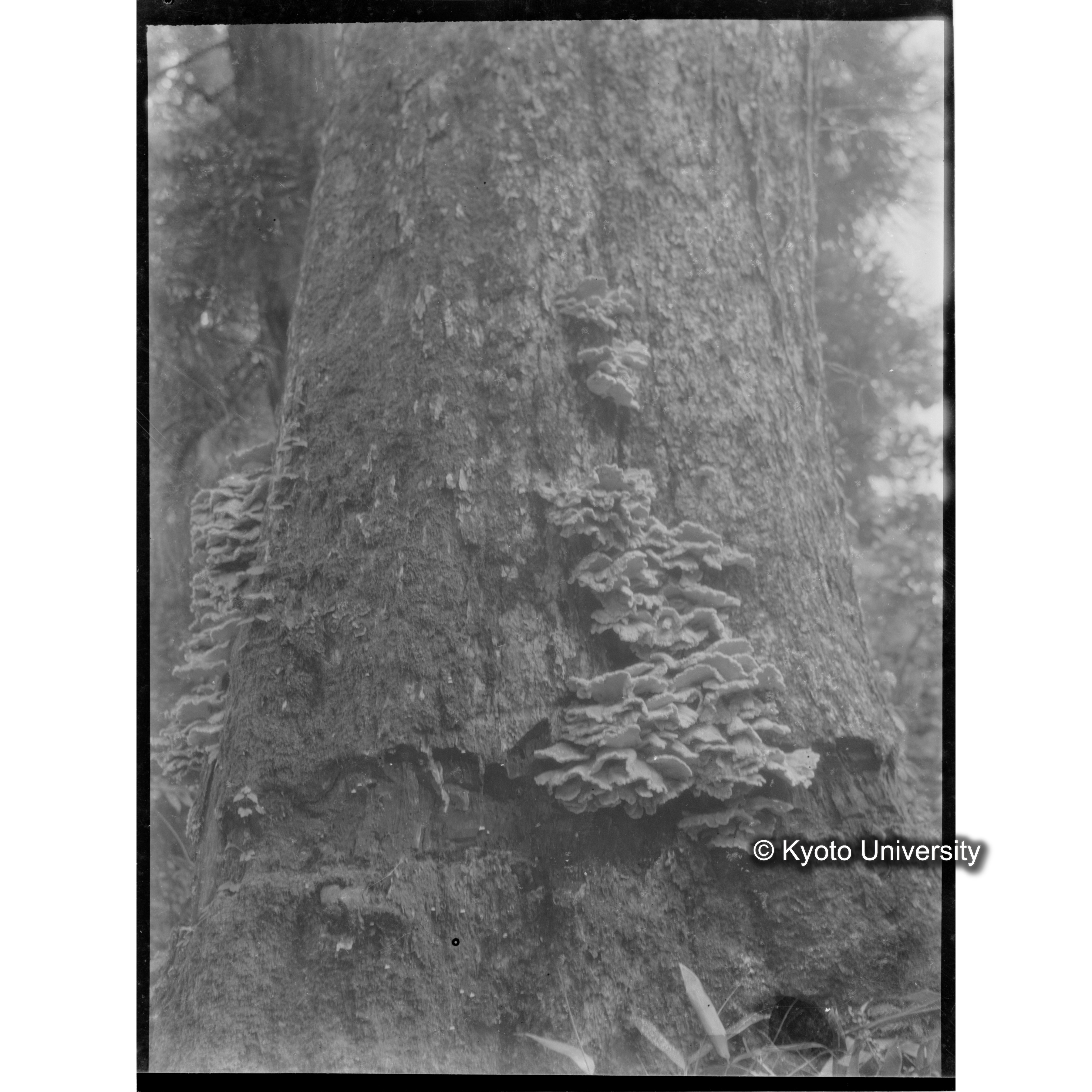 ブナ坂（ブナノ巻枯ニ附着セルPilz.） (1)