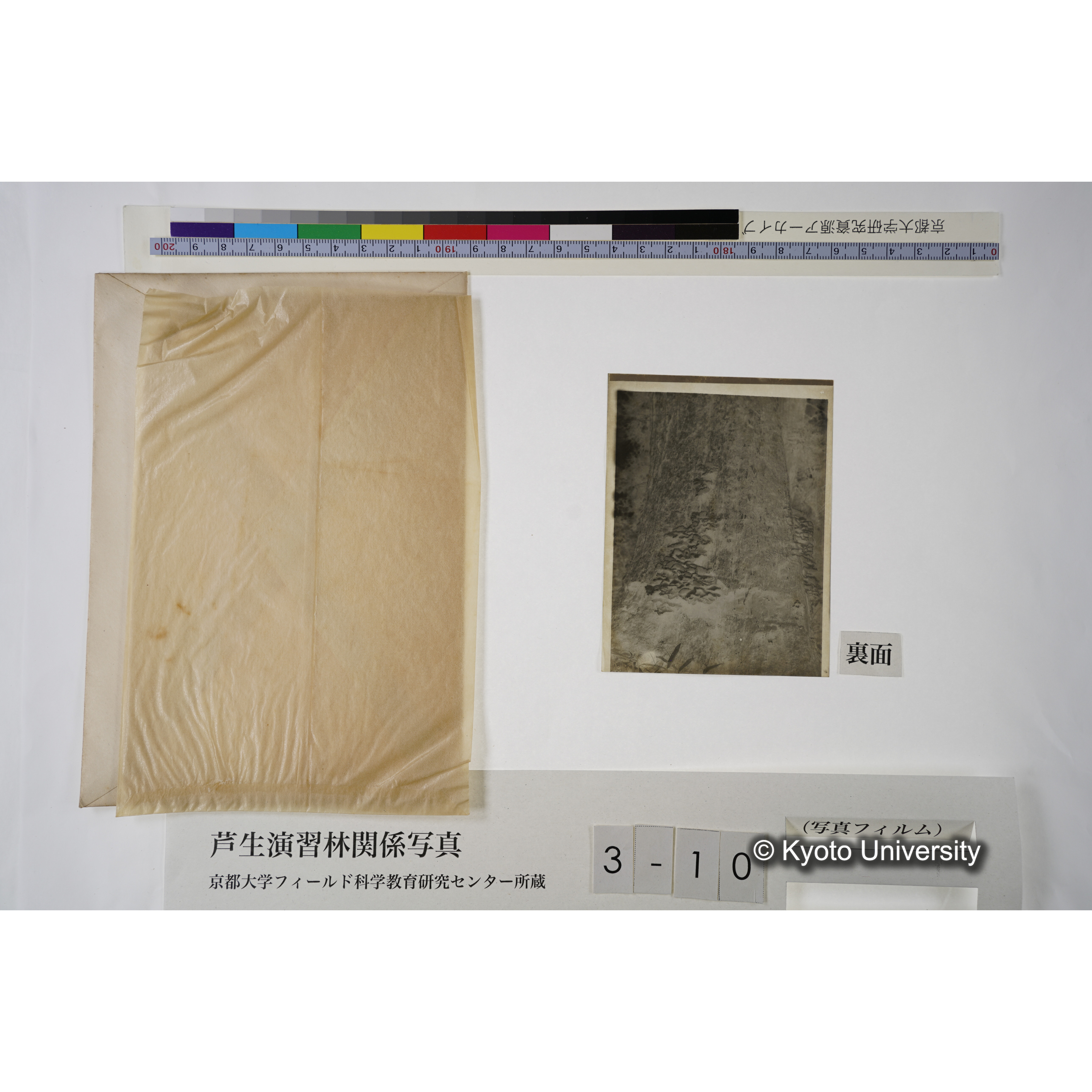 ブナ坂（ブナノ巻枯ニ附着セルPilz.） (3)