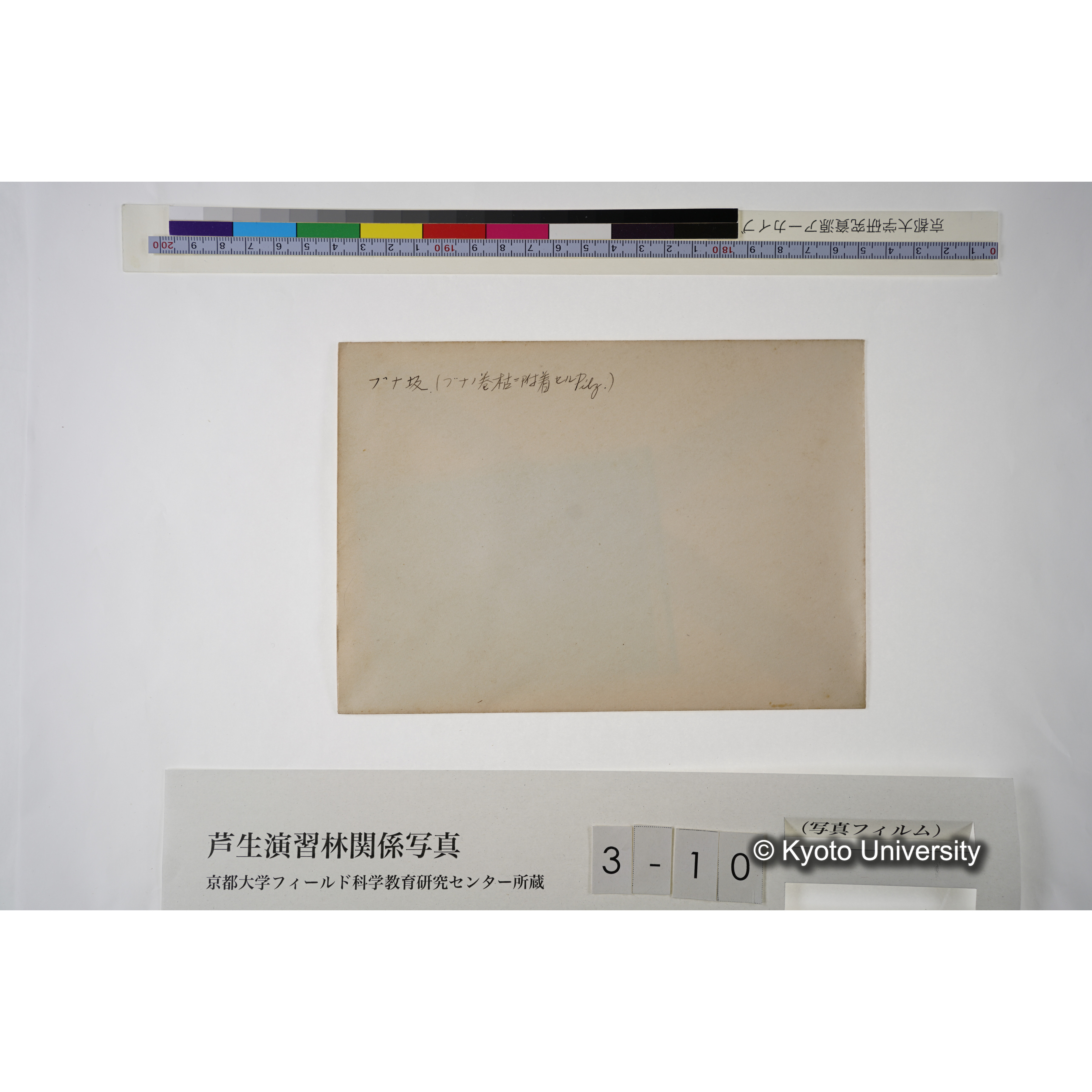 ブナ坂（ブナノ巻枯ニ附着セルPilz.） (4)