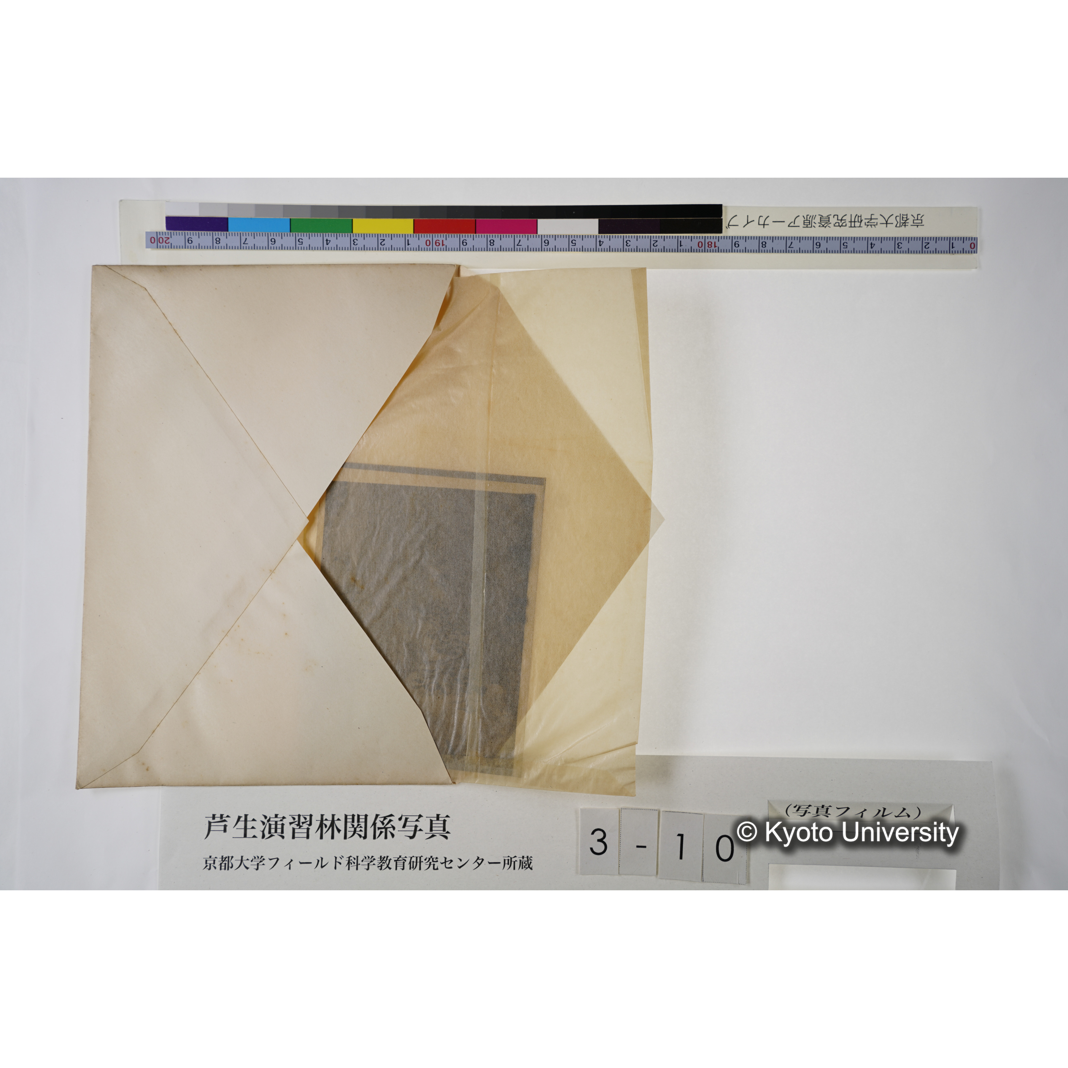 ブナ坂（ブナノ巻枯ニ附着セルPilz.） (5)