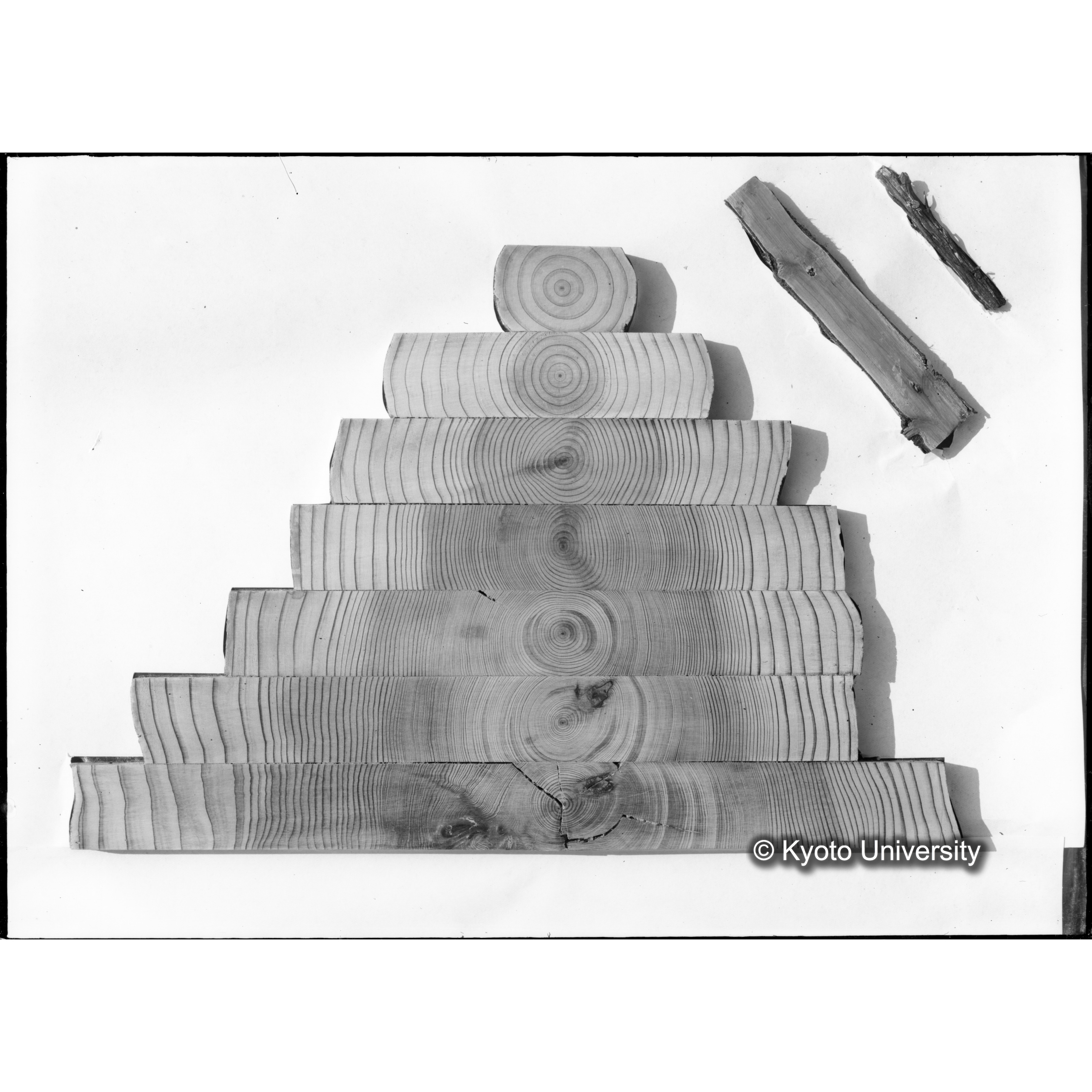 (スタンプ)「835」, (ペン書き)「00449」. [木の年輪の模型か.] (1)