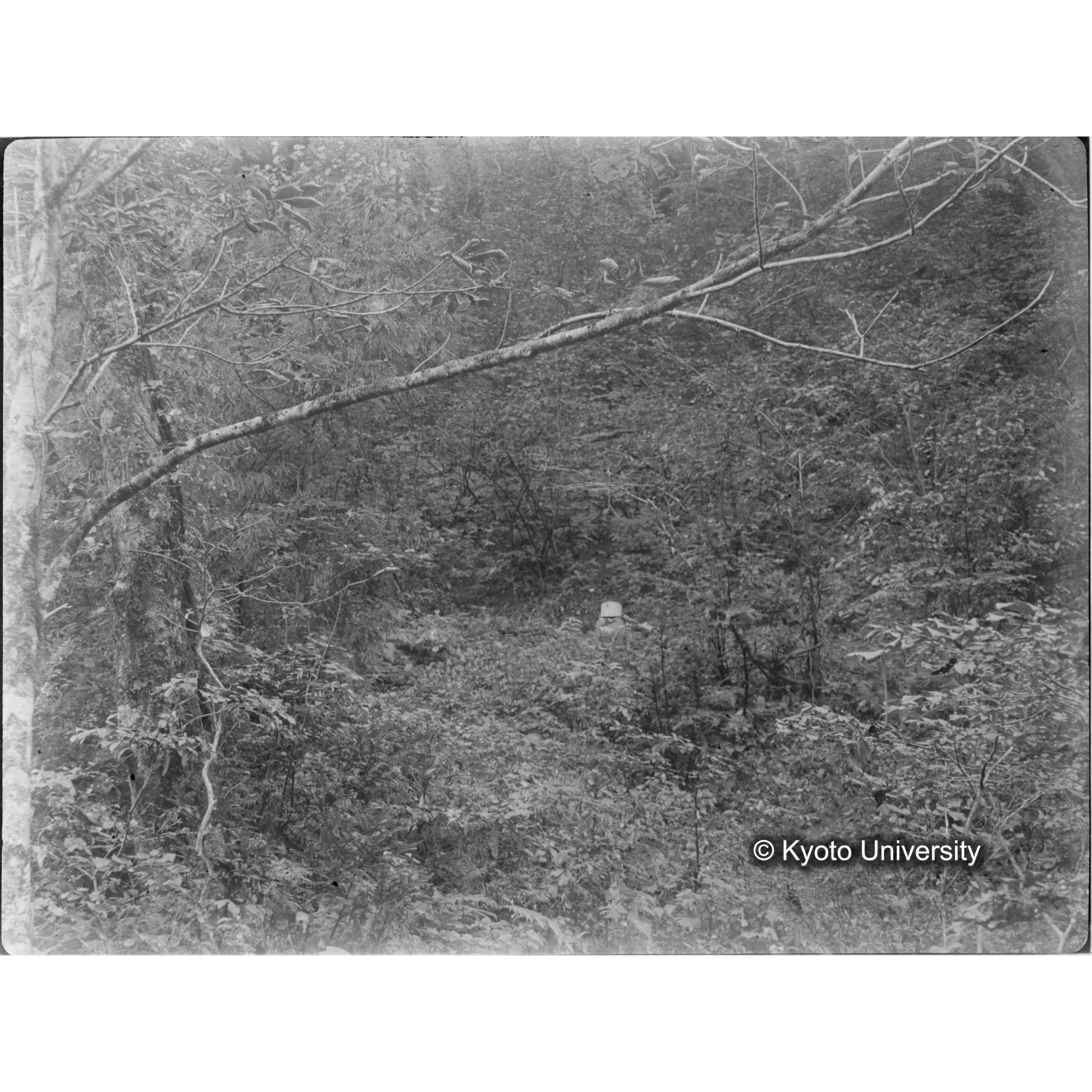 芦生・中山. 雨量計. (見せ消ち)「338」. (1)