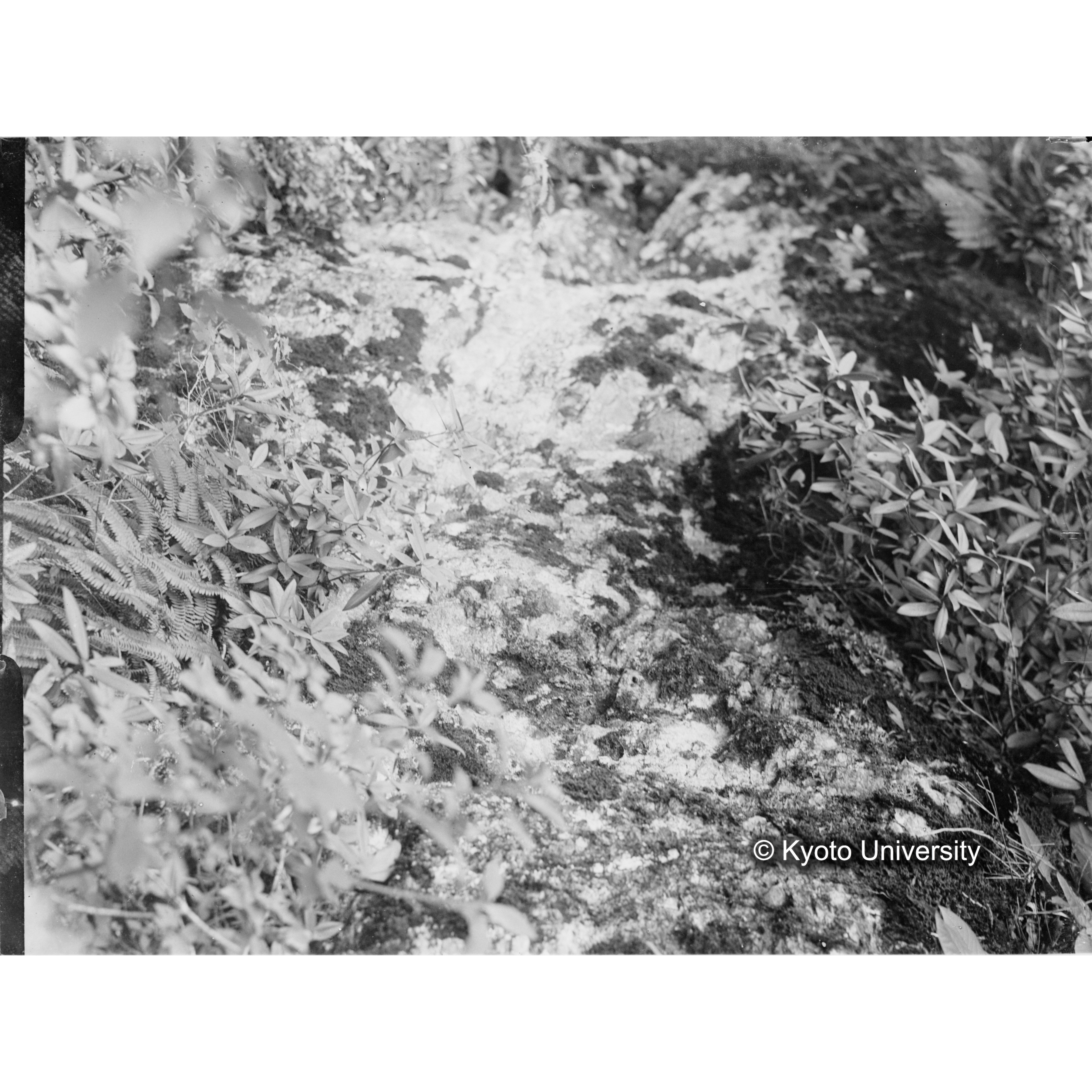 出會（ヒカゲツヽジ群生） (1)