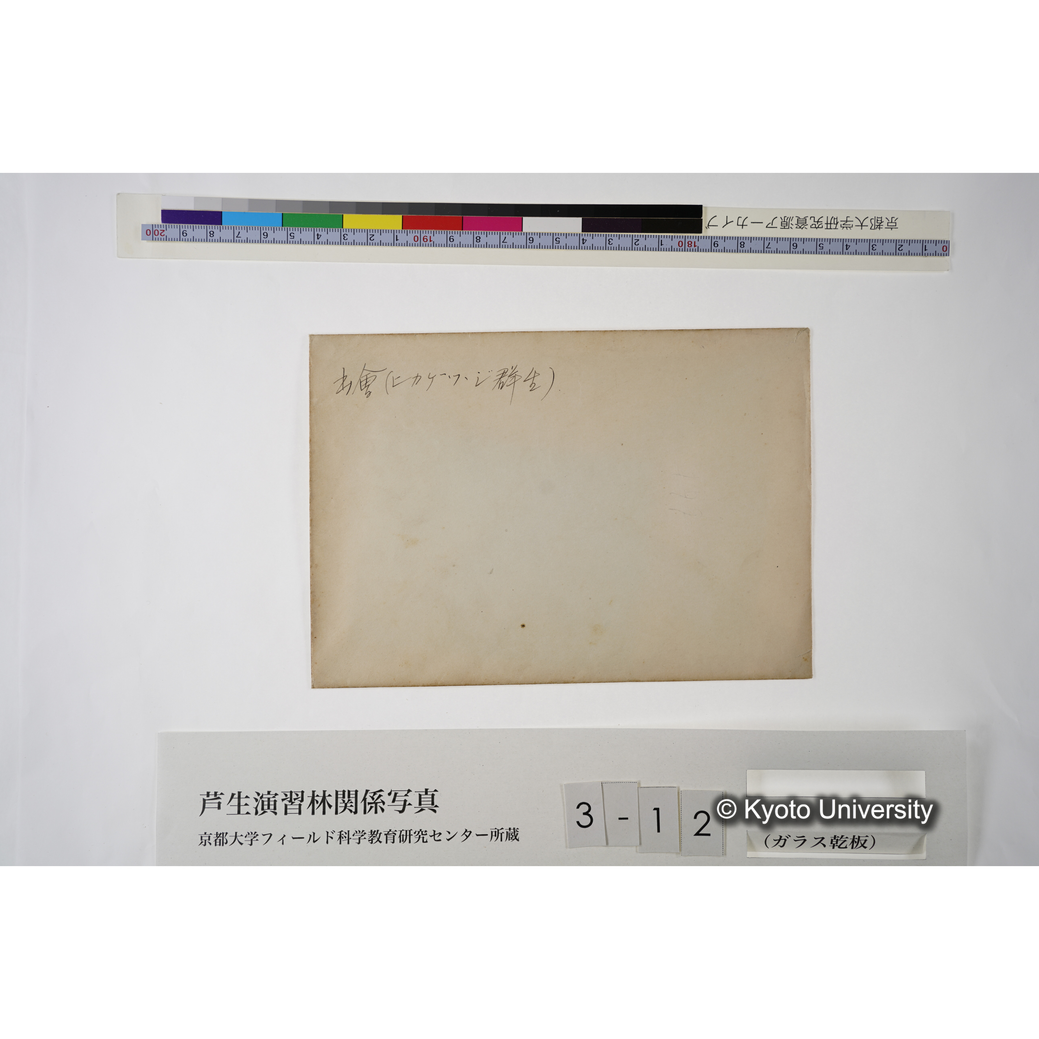 出會（ヒカゲツヽジ群生） (2)