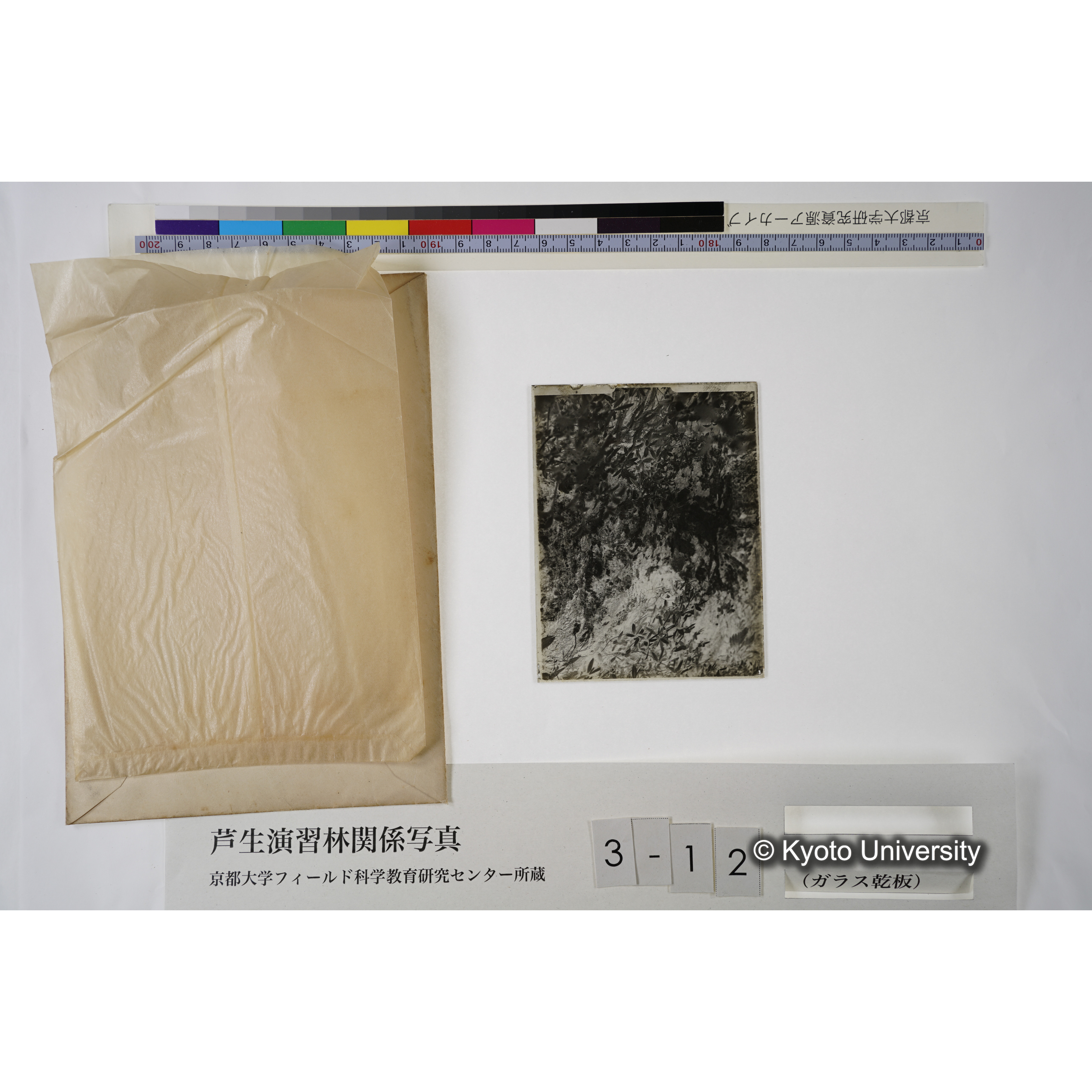 出會（ヒカゲツヽジ群生） (5)