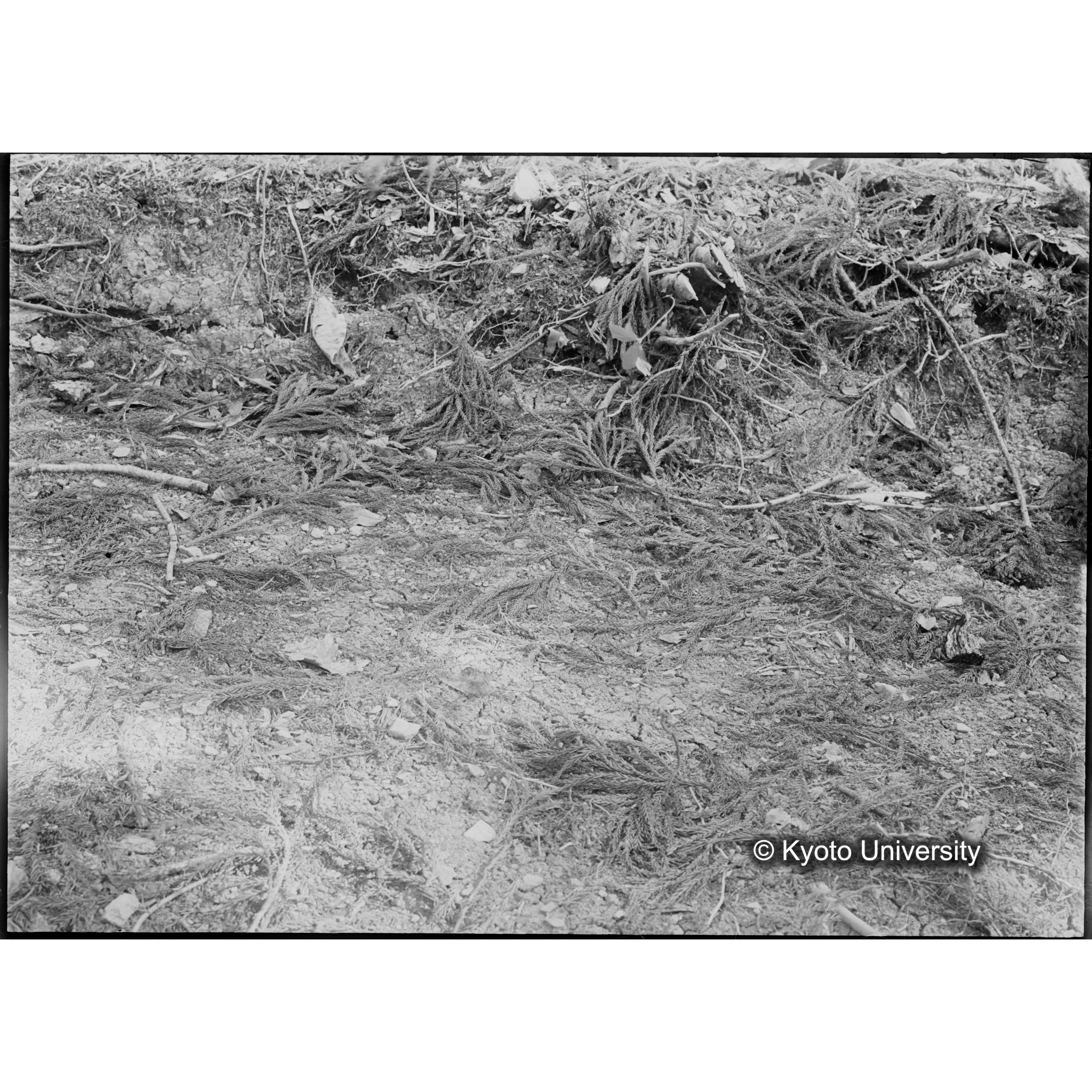 （ガラス乾板芦生柴田3-001） (1)