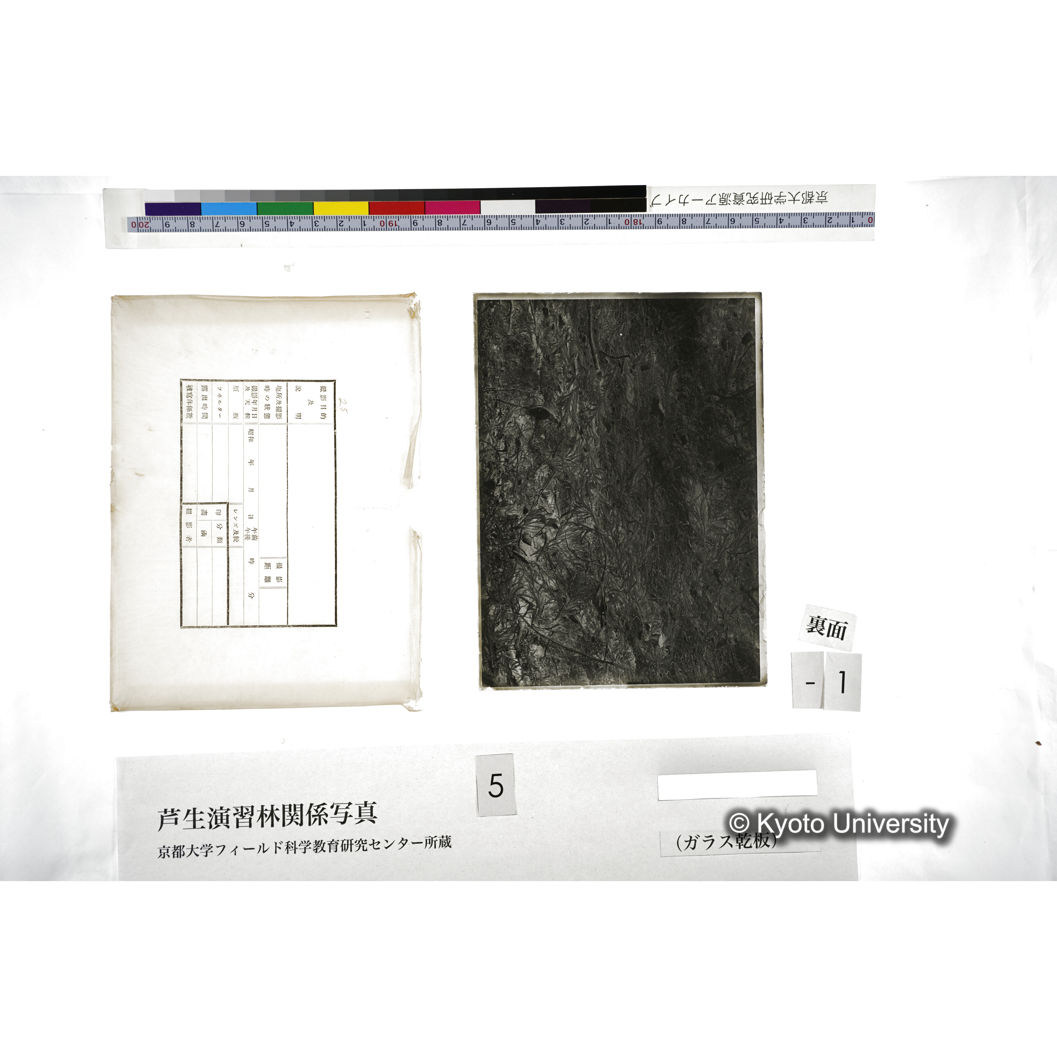 （ガラス乾板芦生柴田3-001） (2)