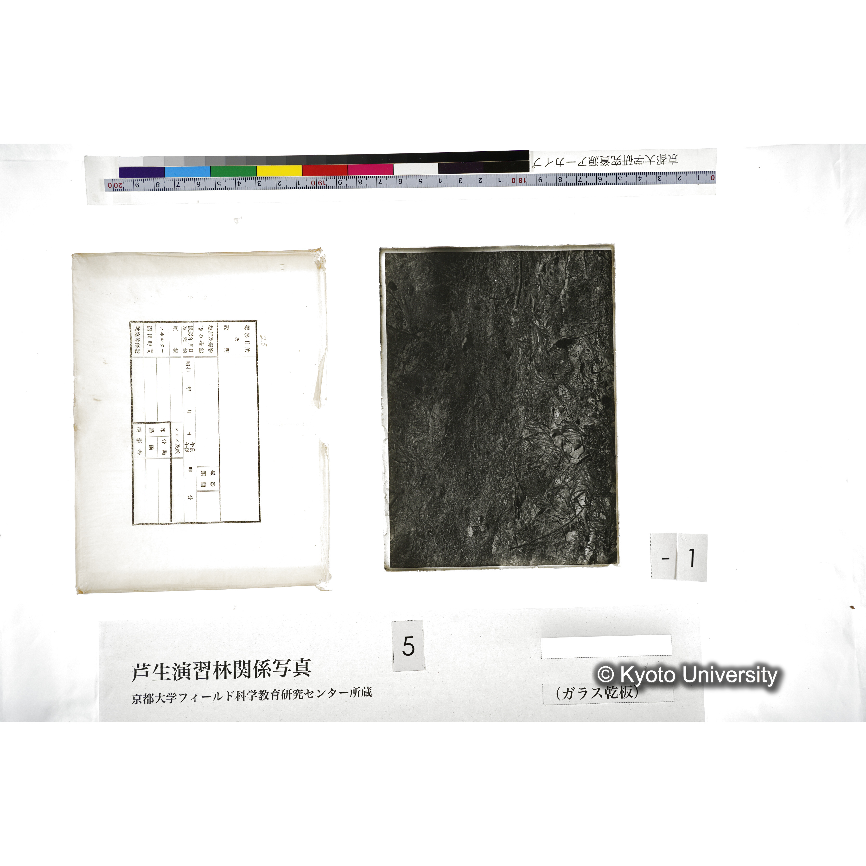 （ガラス乾板芦生柴田3-001） (5)