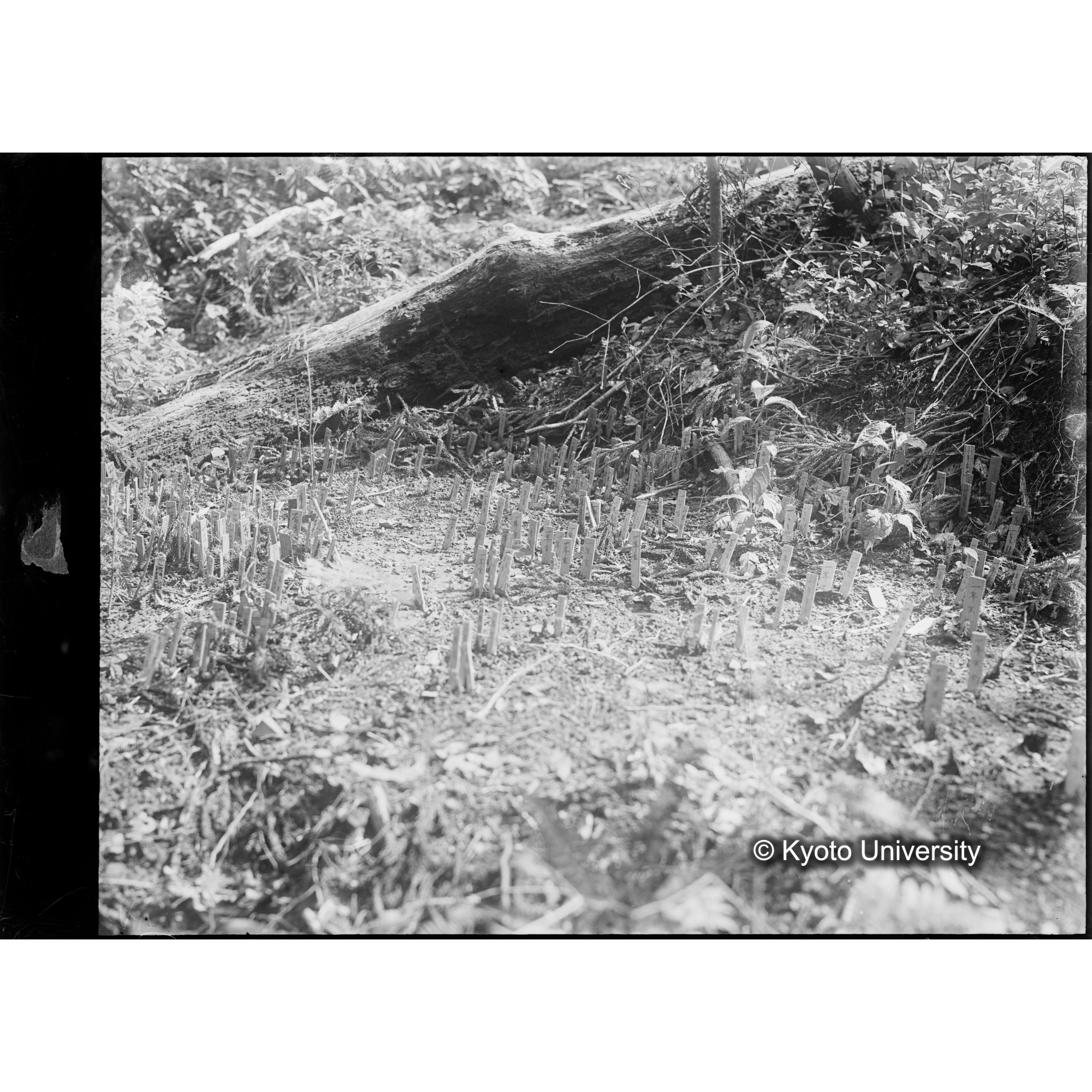 （ガラス乾板芦生柴田3-002） (1)