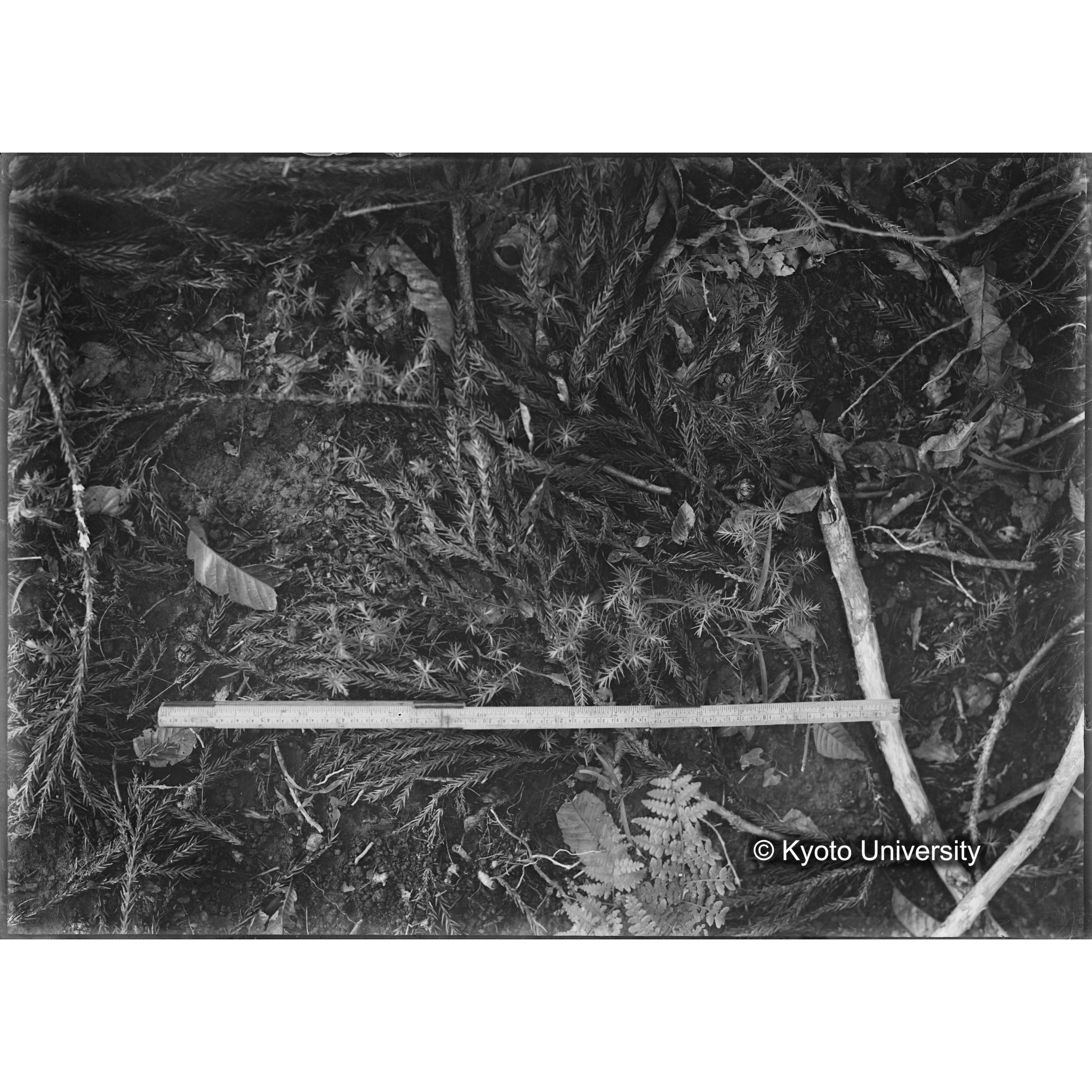 （ガラス乾板芦生柴田3-003） (1)