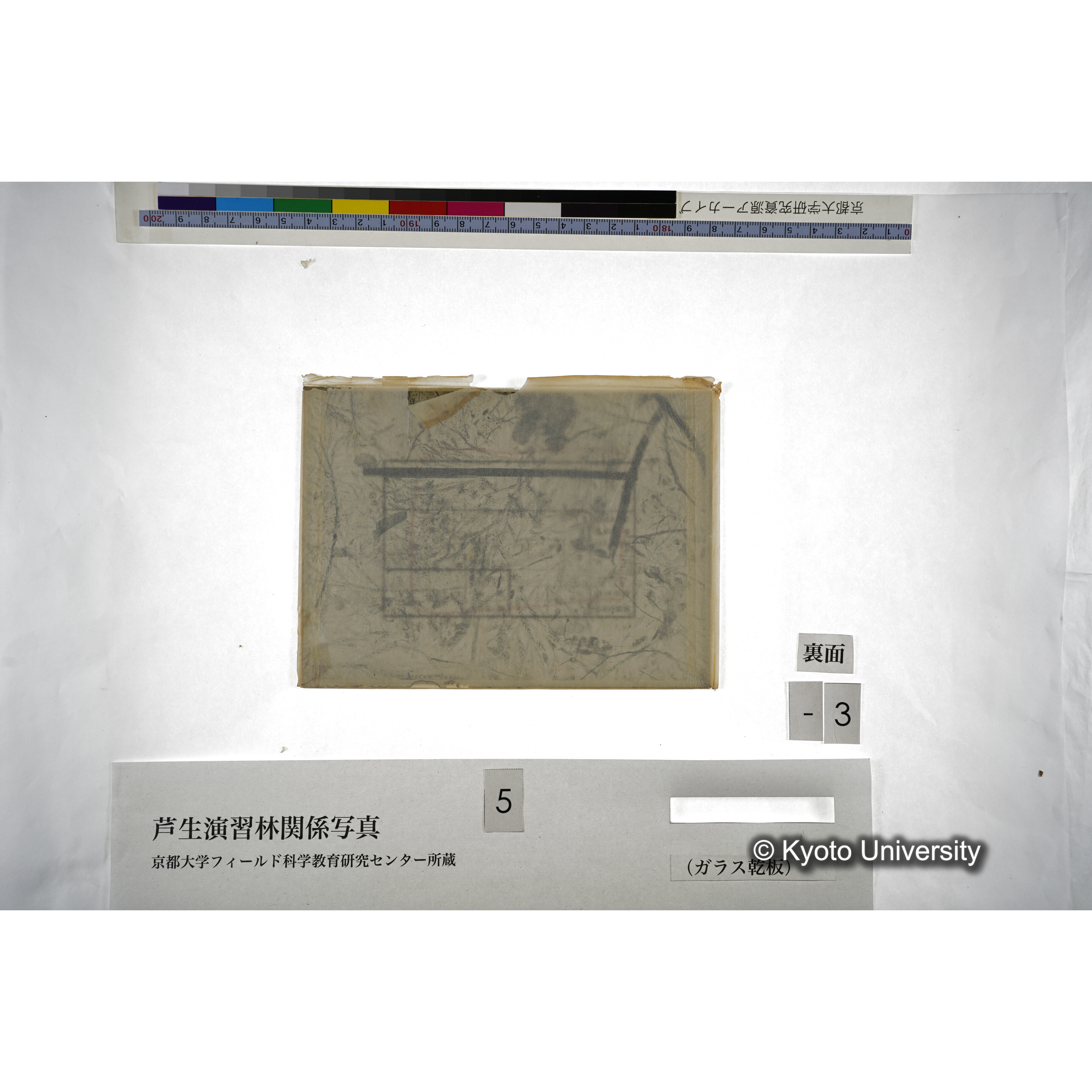 （ガラス乾板芦生柴田3-003） (2)