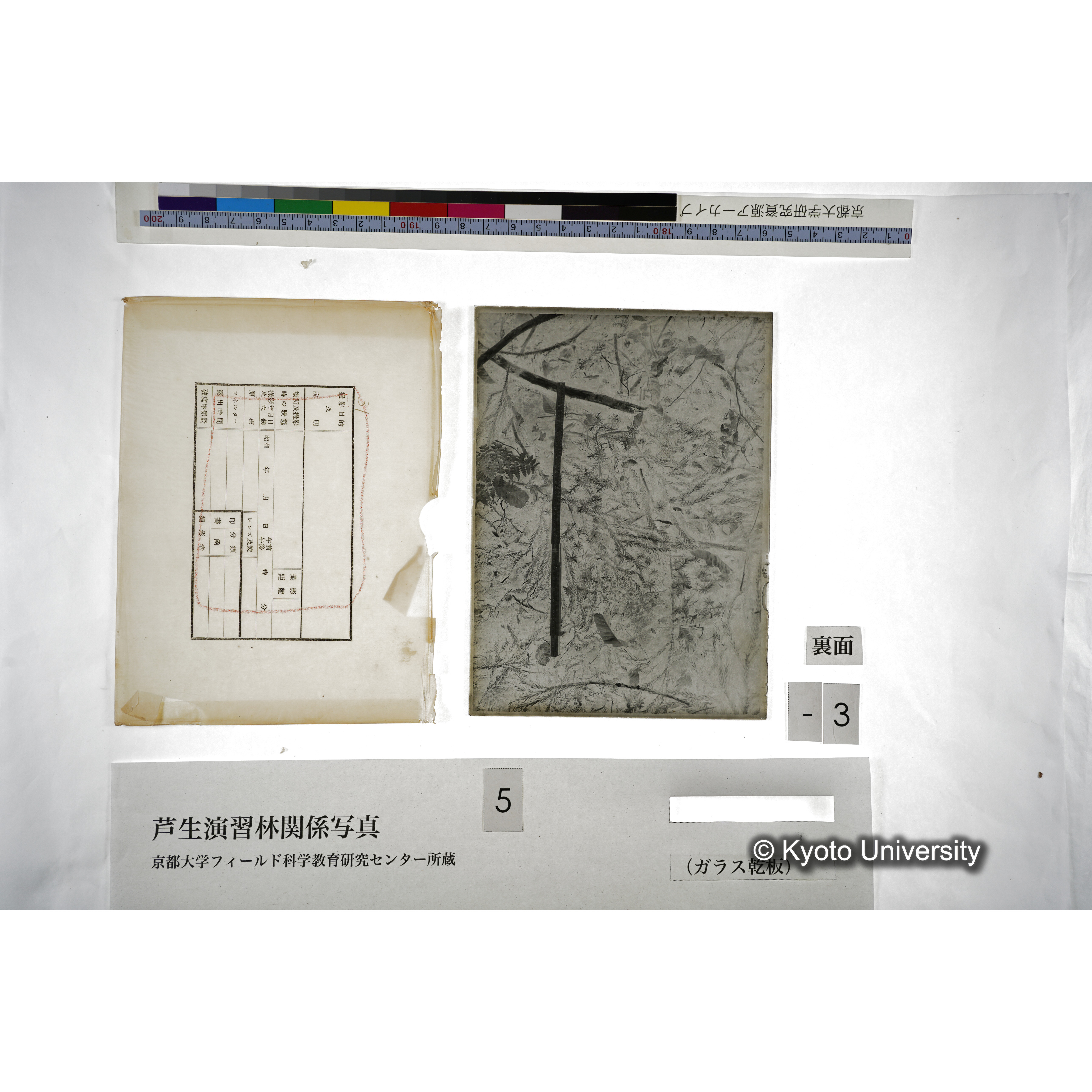 （ガラス乾板芦生柴田3-003） (3)