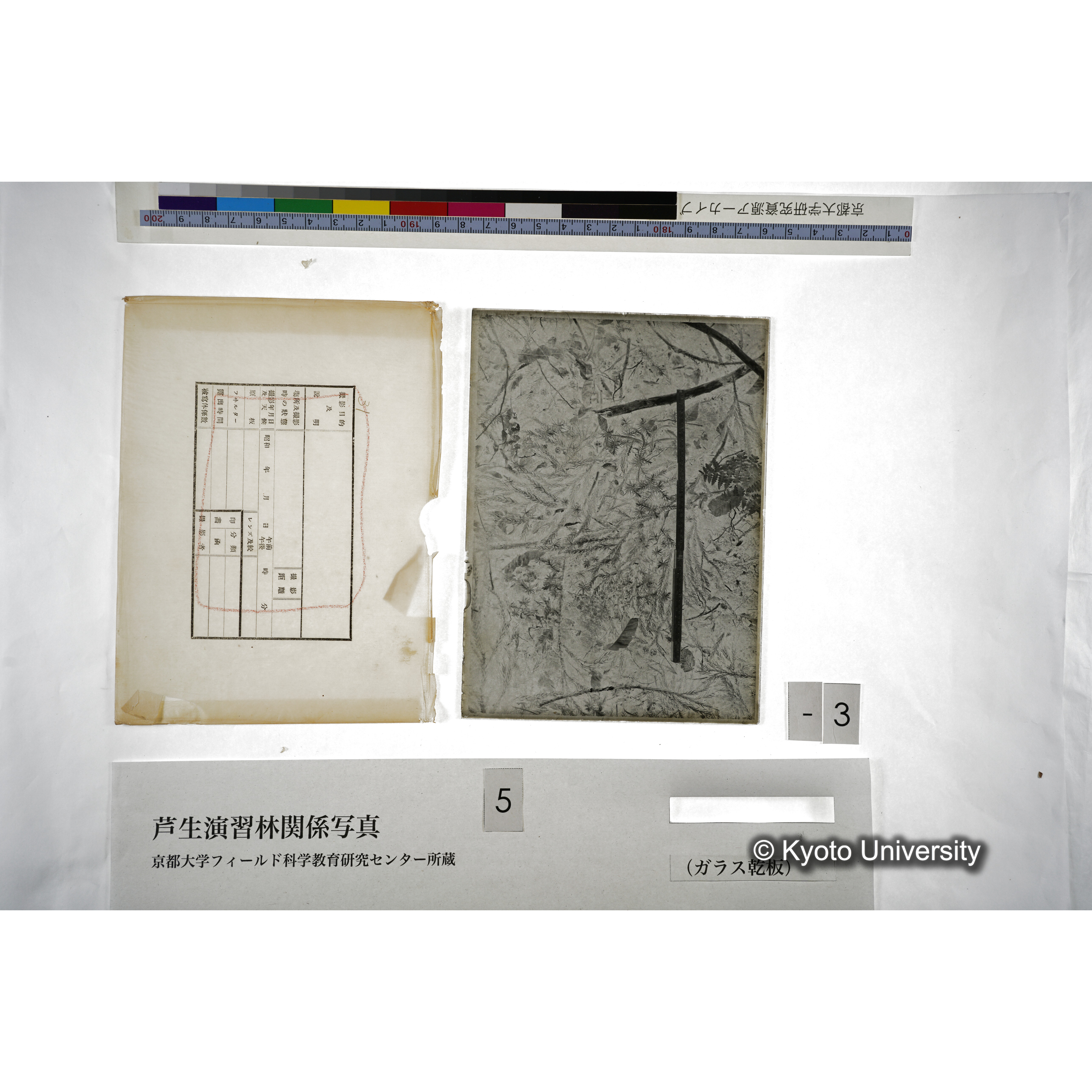 （ガラス乾板芦生柴田3-003） (5)