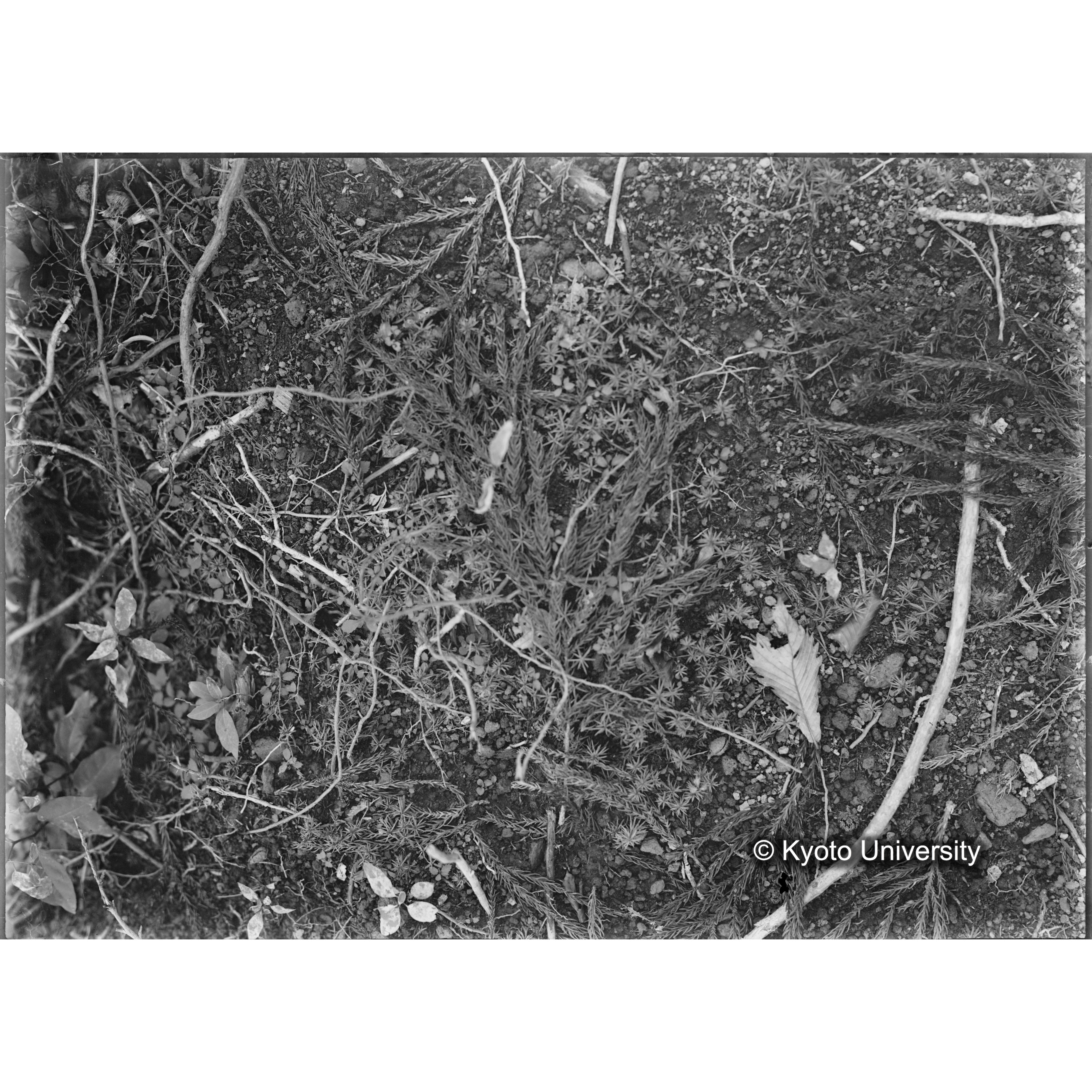 （ガラス乾板芦生柴田3-004） (1)